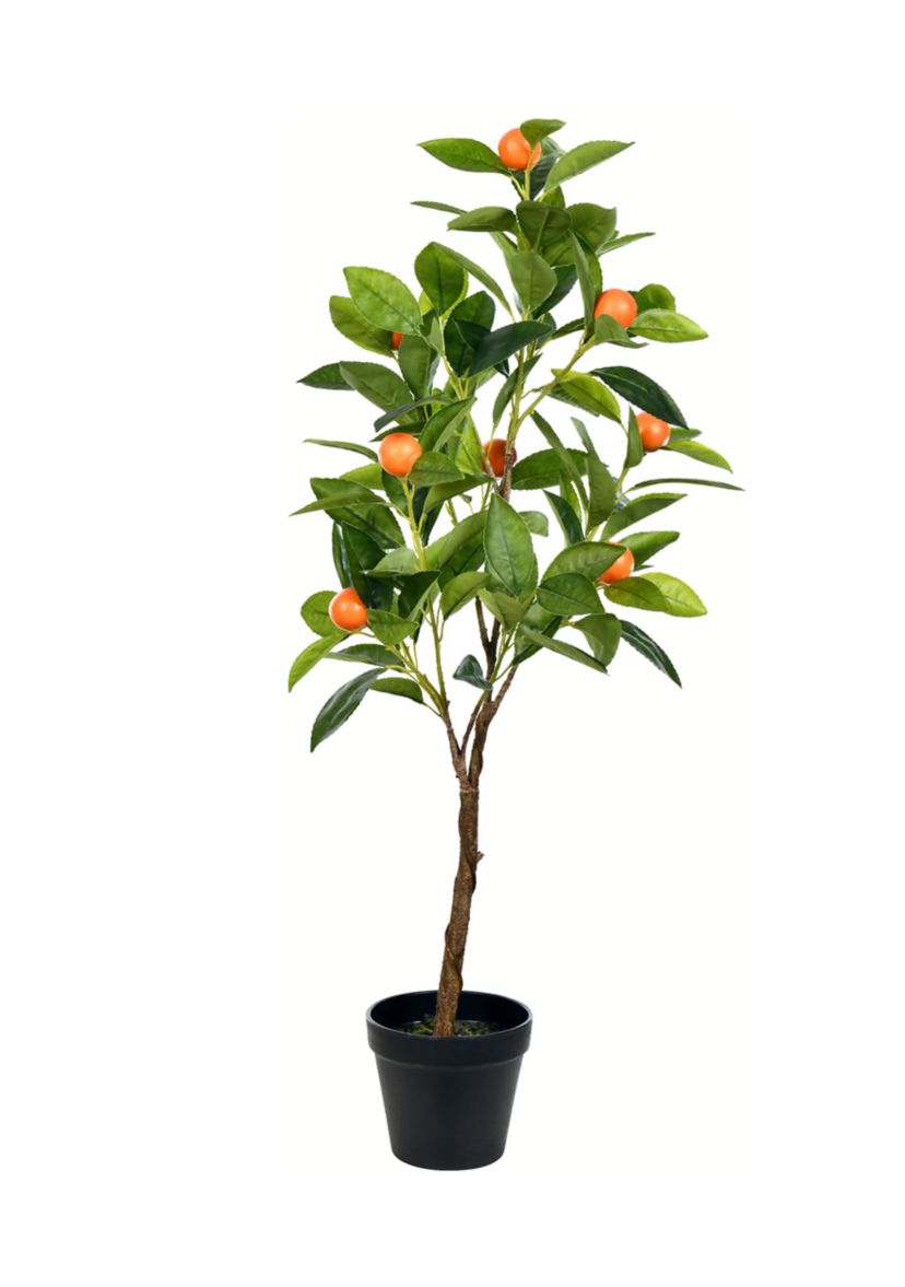 Potted Orange Tree