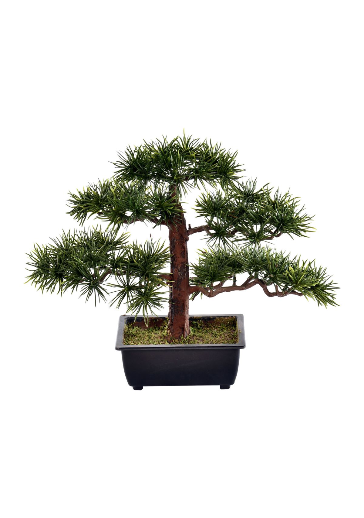 Potted Guest Greeting Bonsai Pine Tree