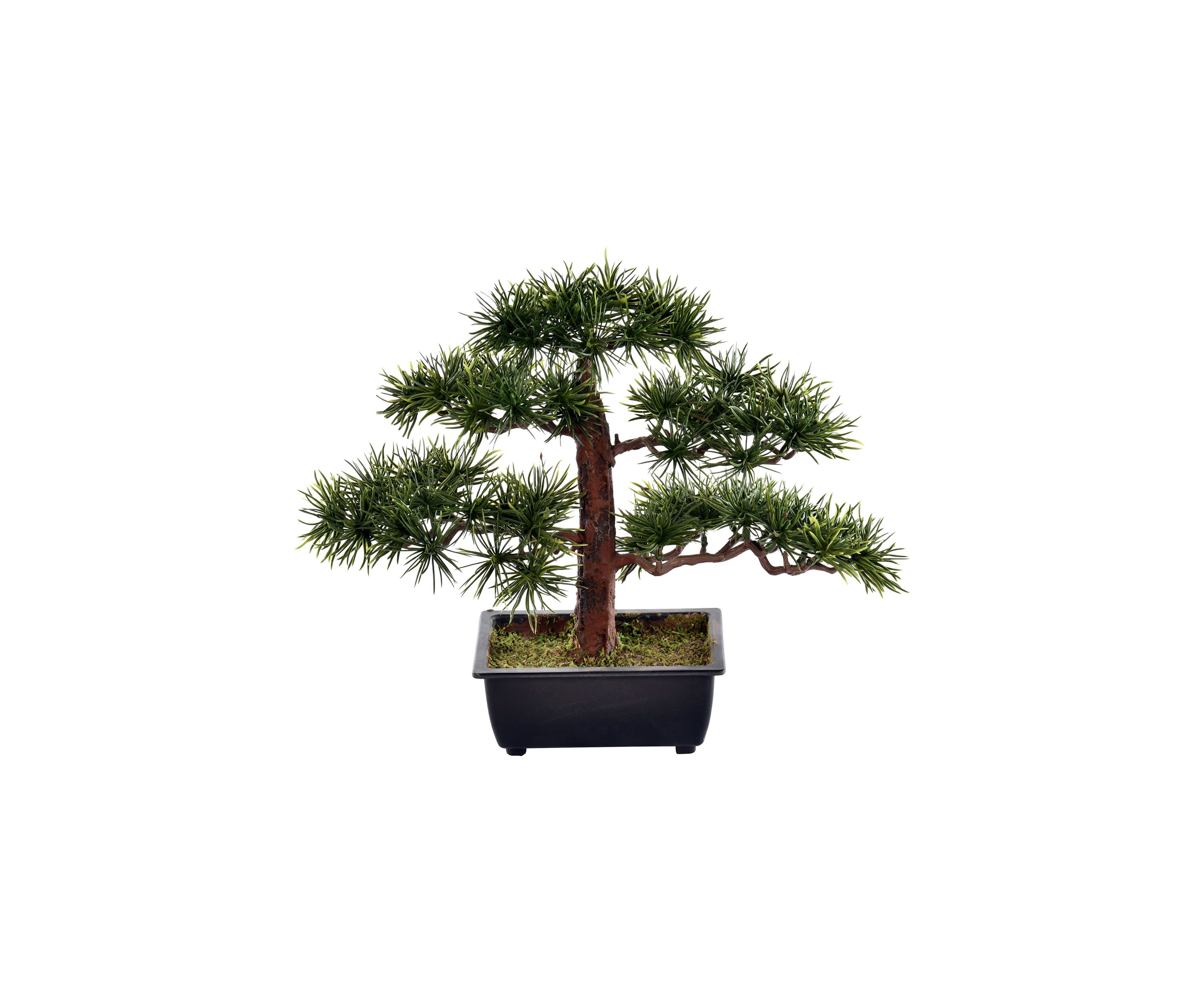 Potted Guest Greeting Bonsai Pine Tree