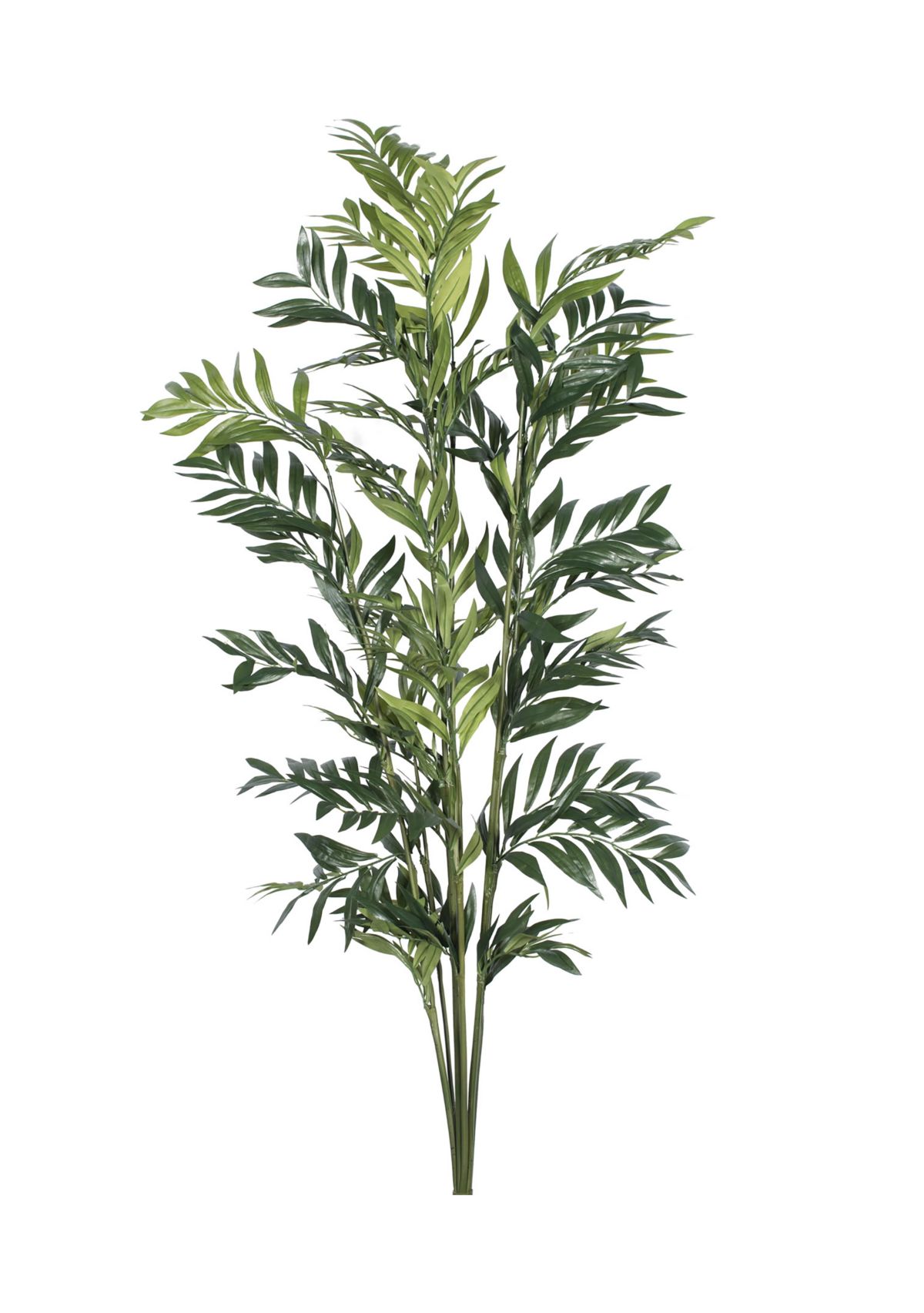 Green Robellini Palm
