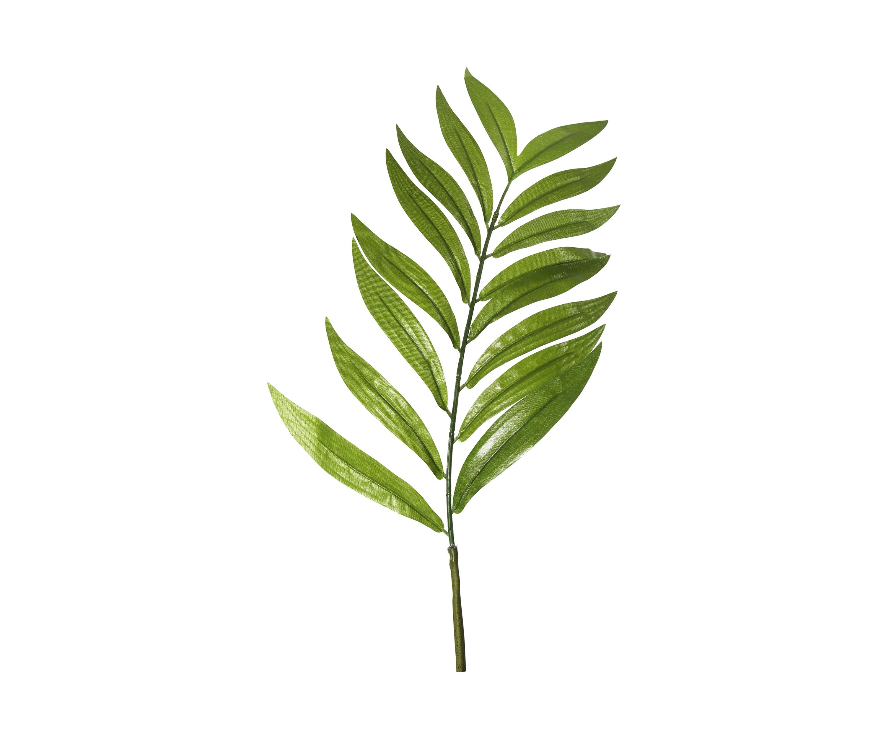 Green Robellini Palm