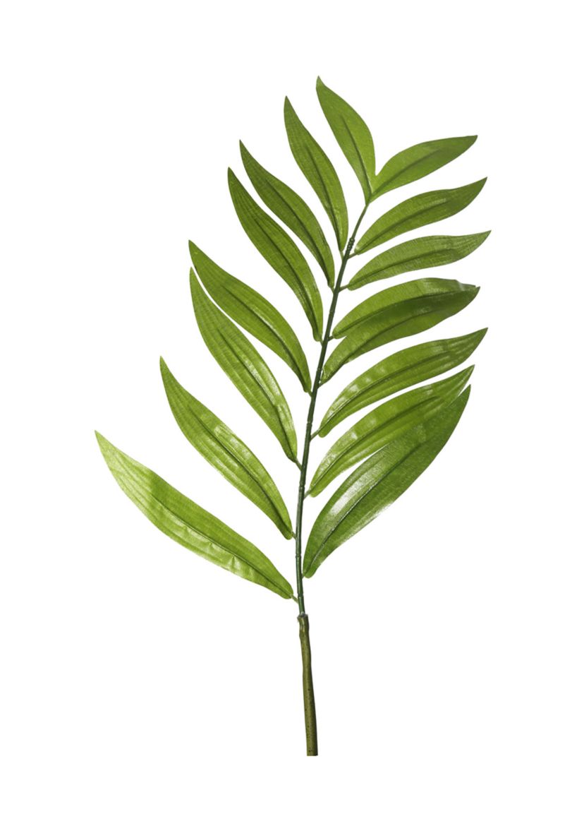 Green Robellini Palm