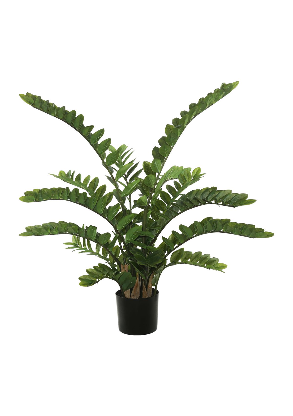 Potted Green Zamifolia Bush