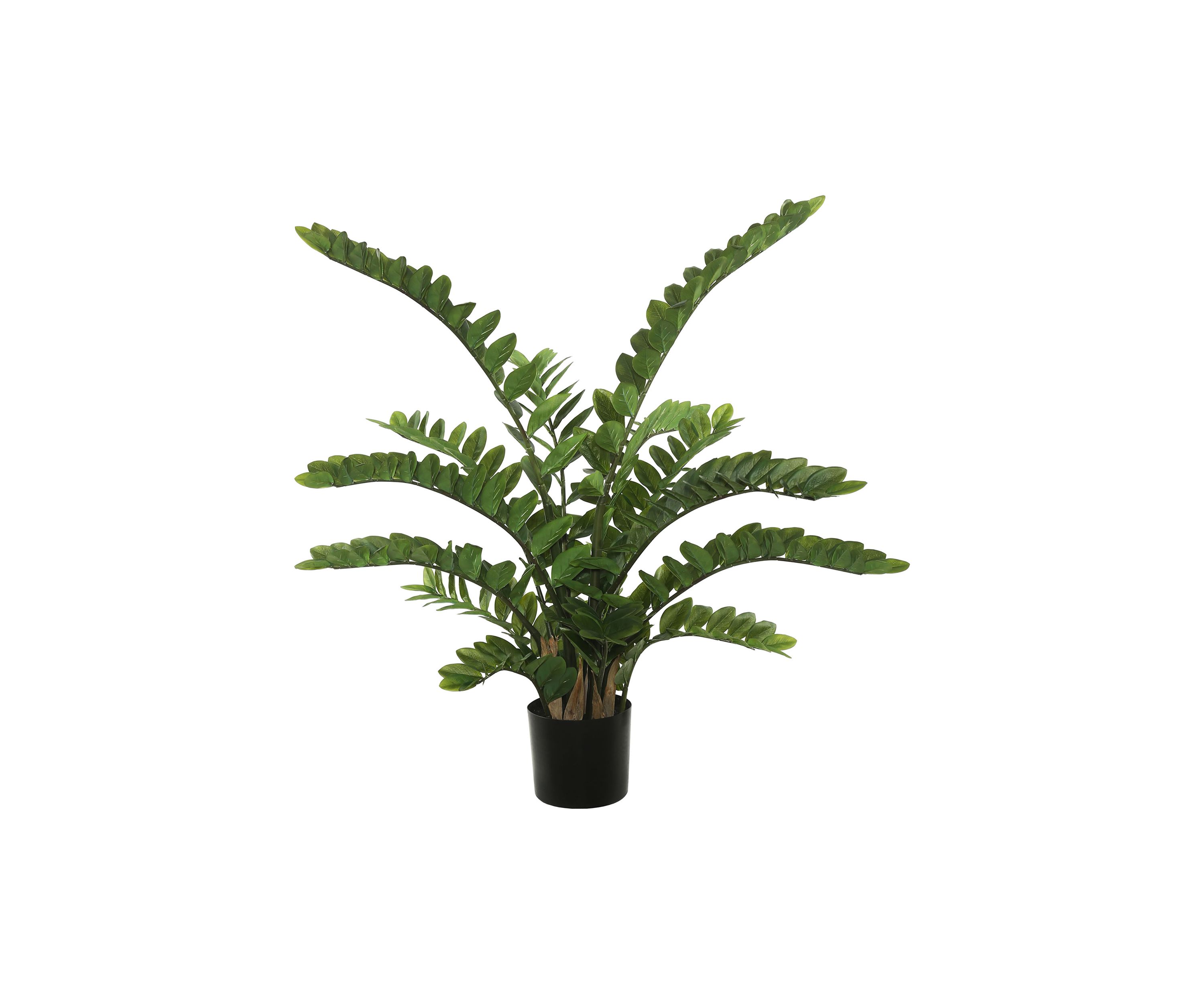 Potted Green Zamifolia Bush