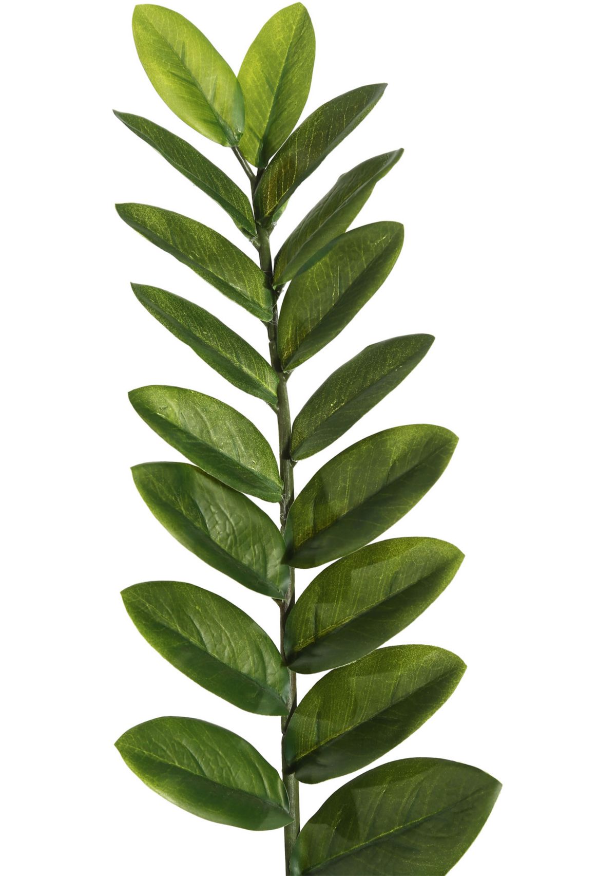 Potted Green Zamifolia Bush