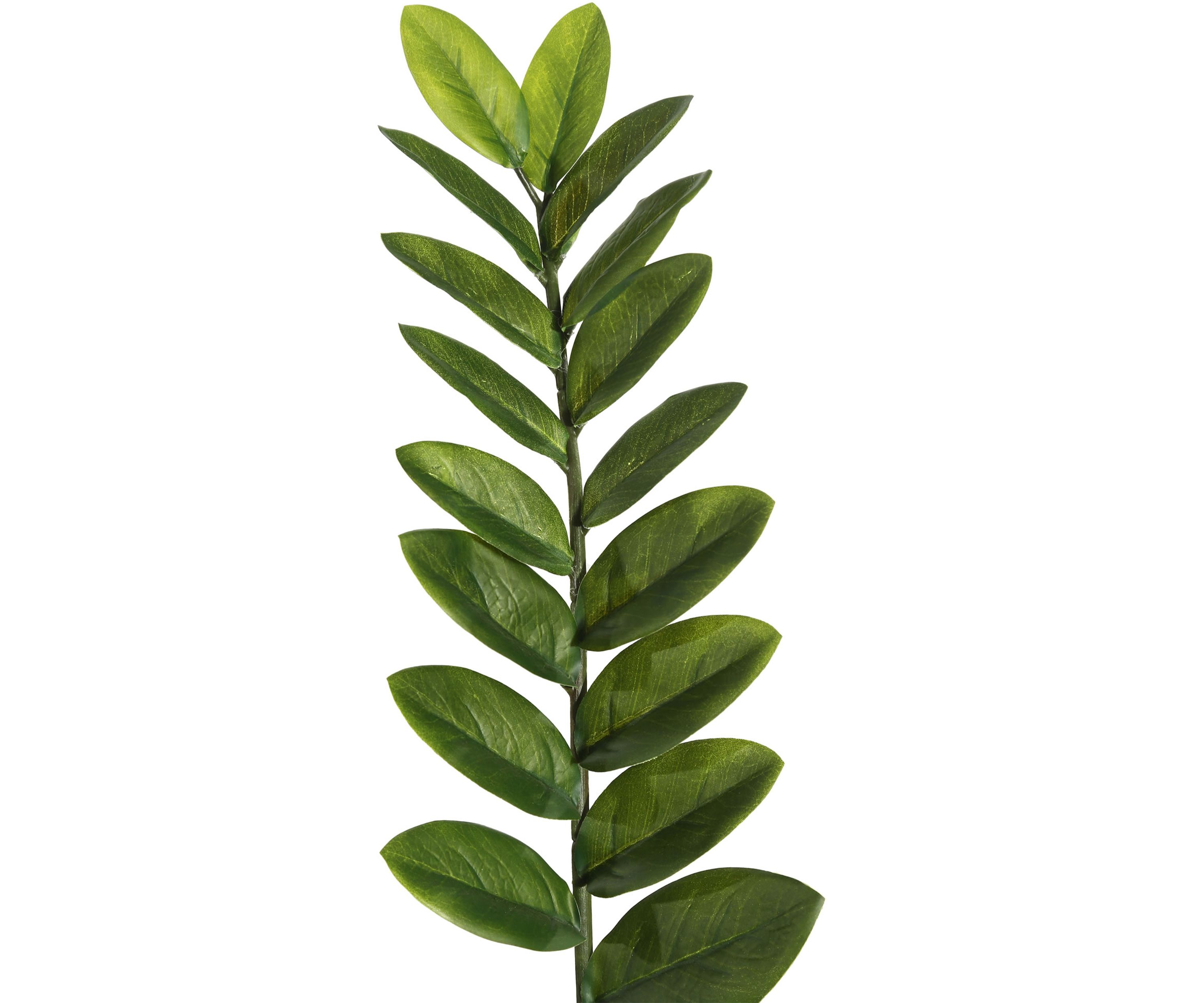 Potted Green Zamifolia Bush