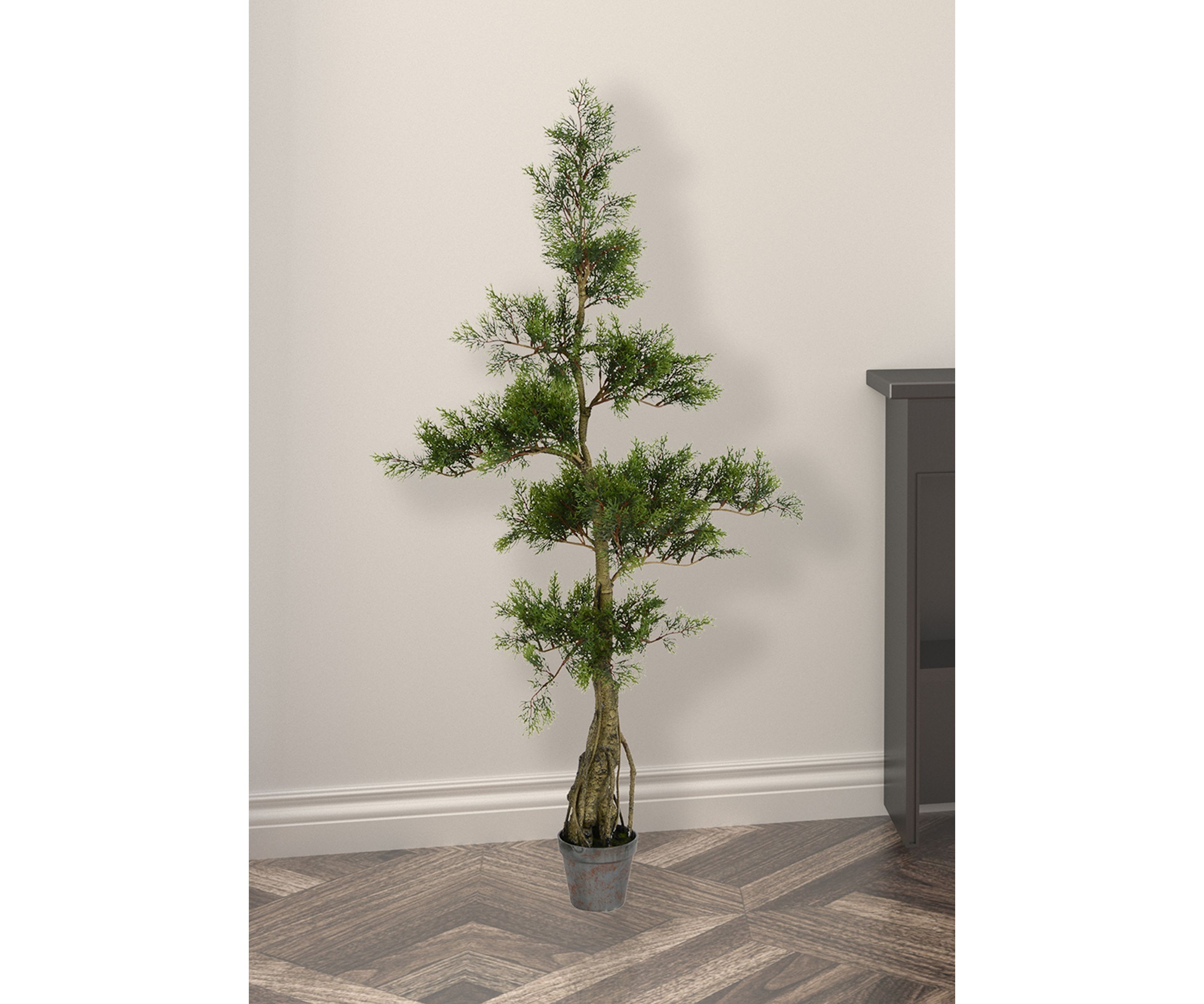 Potted Cedar Tree