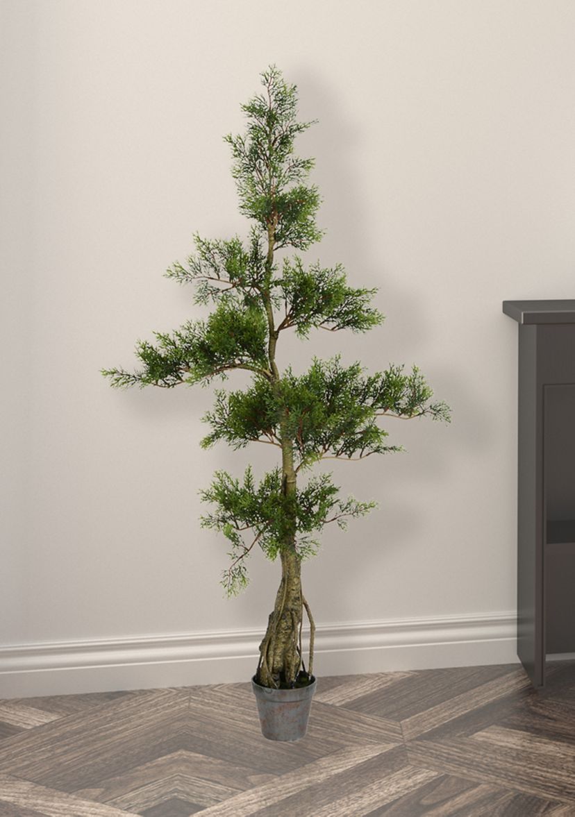 Potted Cedar Tree