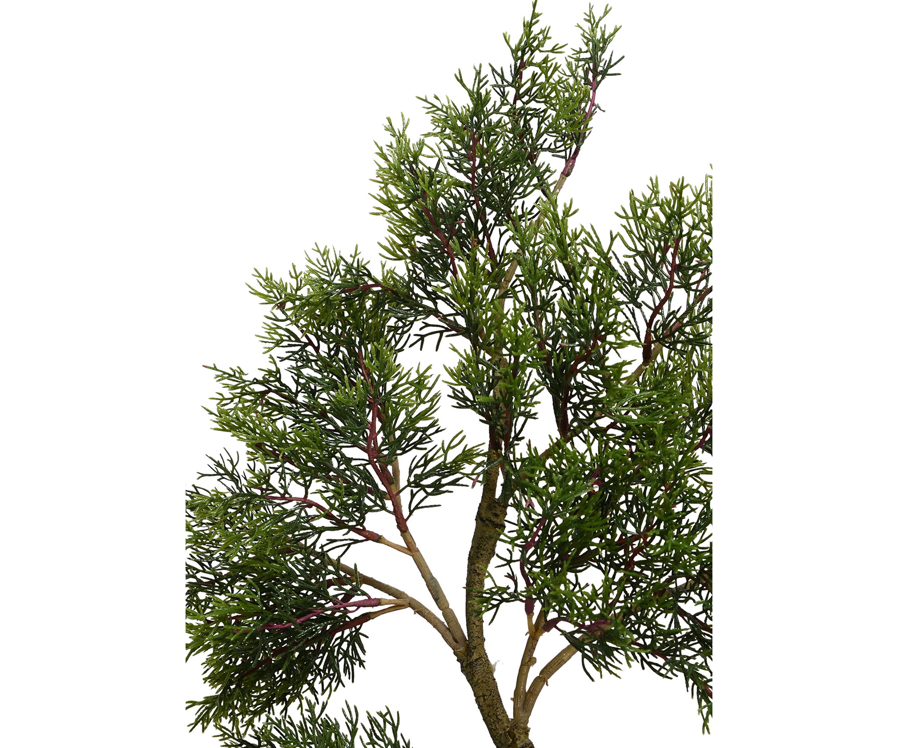 Potted Cedar Tree