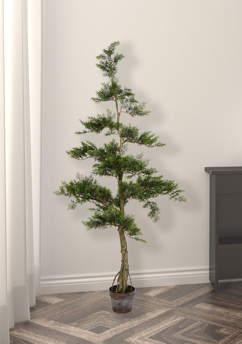 Potted Cedar Tree