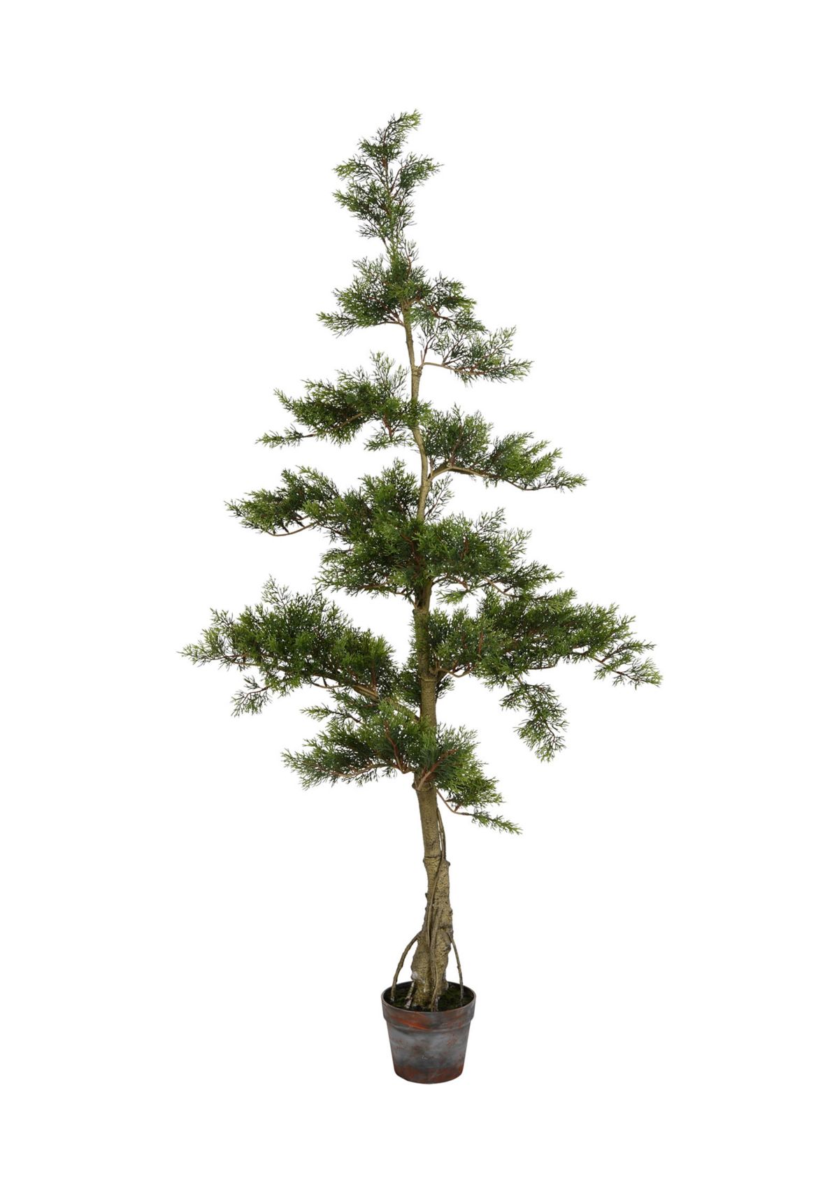 Potted Cedar Tree