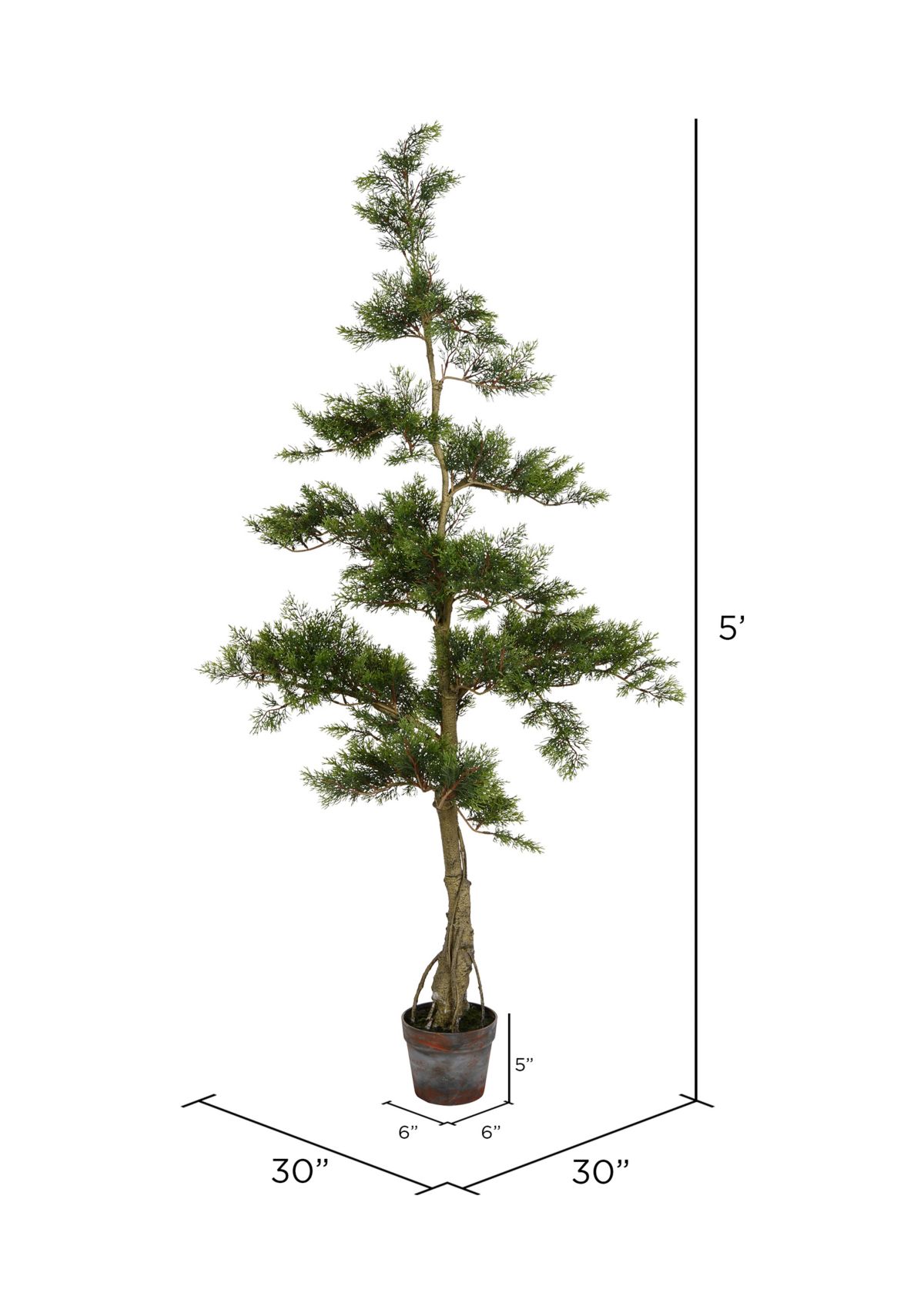 Potted Cedar Tree