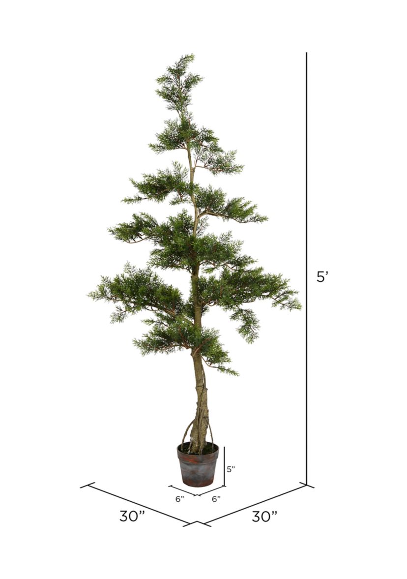 Potted Cedar Tree