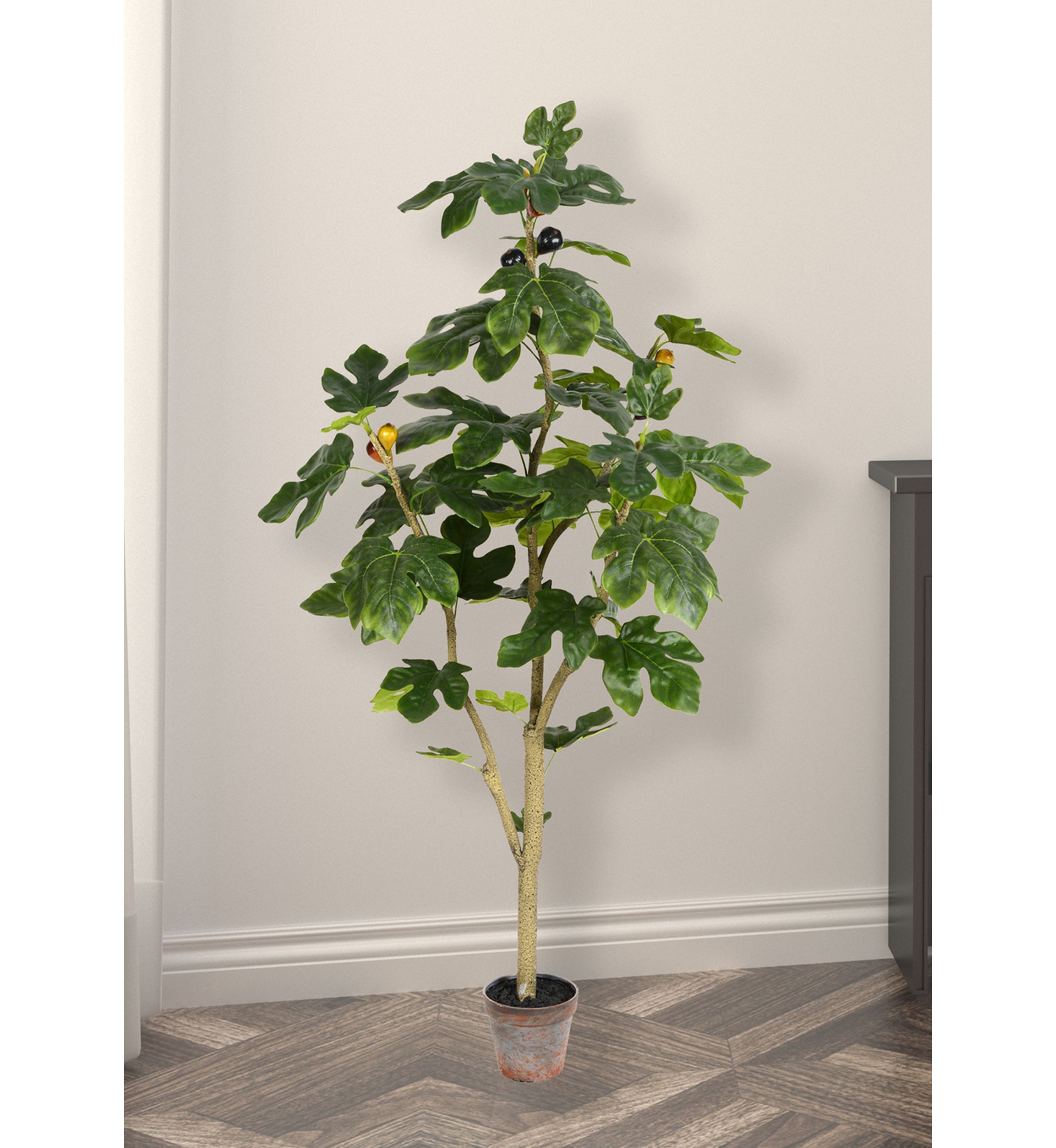 Potted Fig Tree