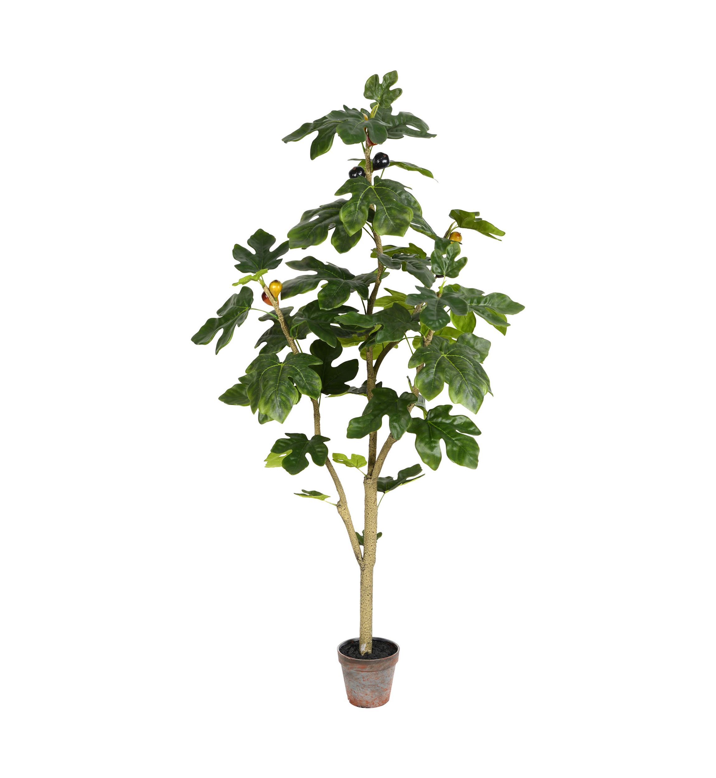 Potted Fig Tree