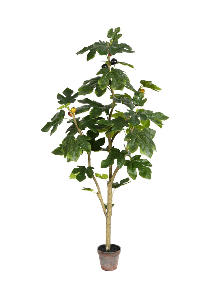 Potted Fig Tree