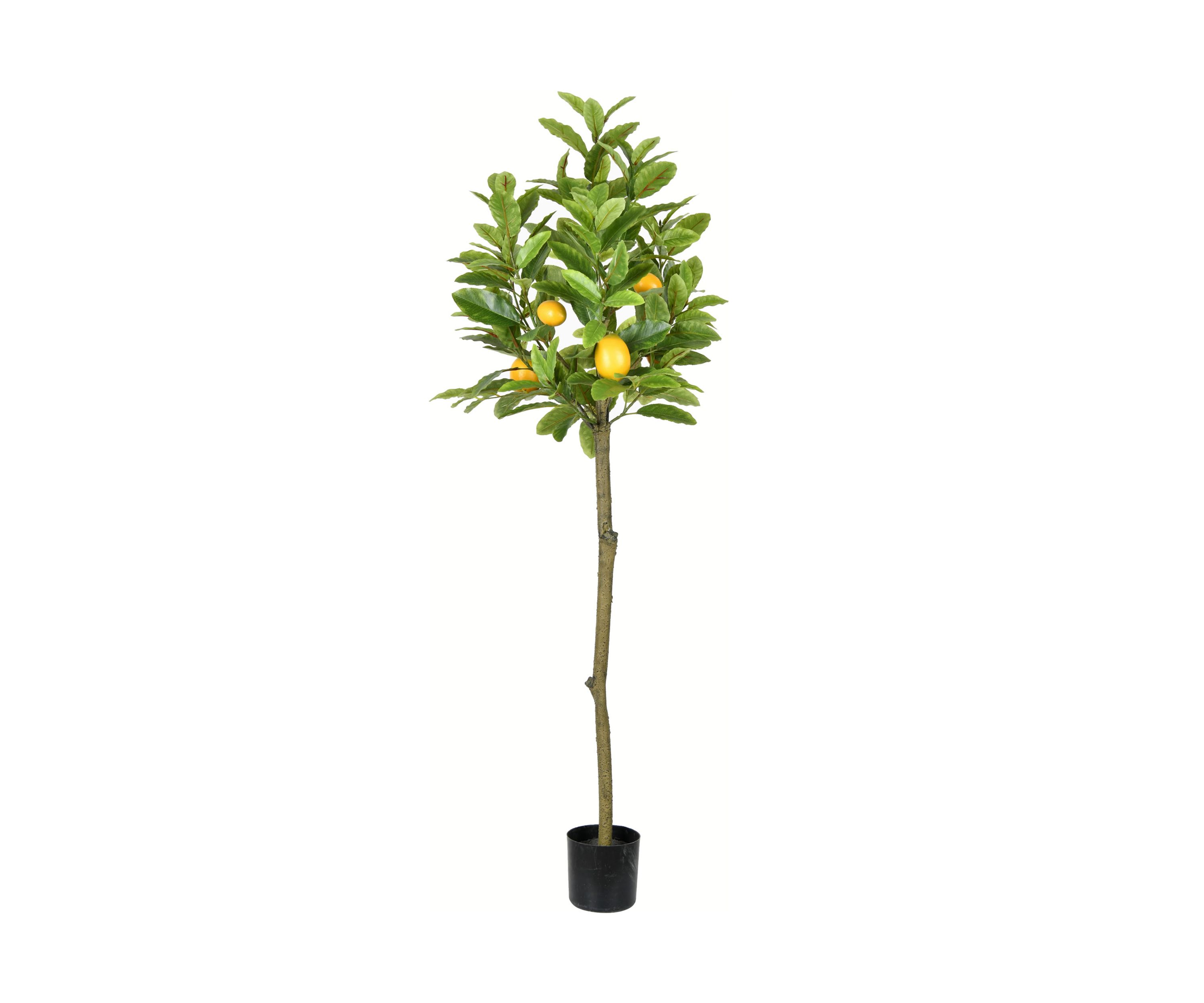Potted Lemon Tree