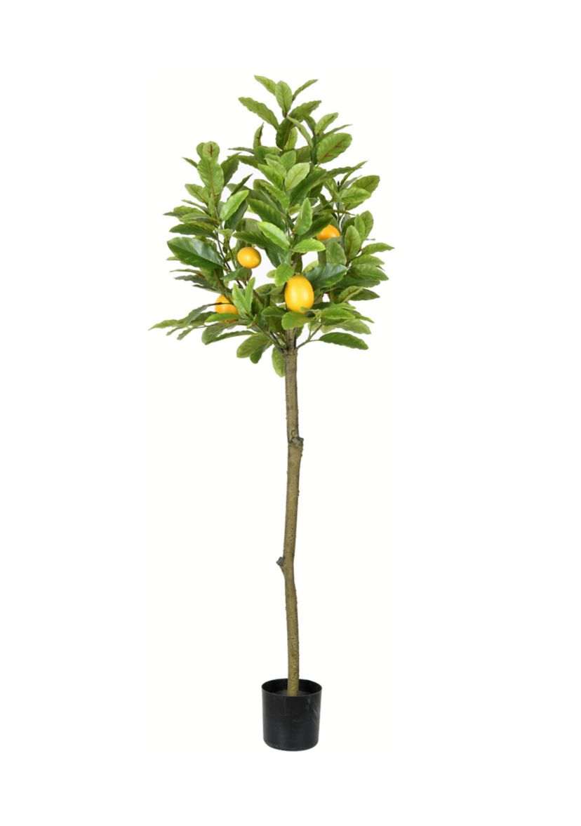 Potted Lemon Tree