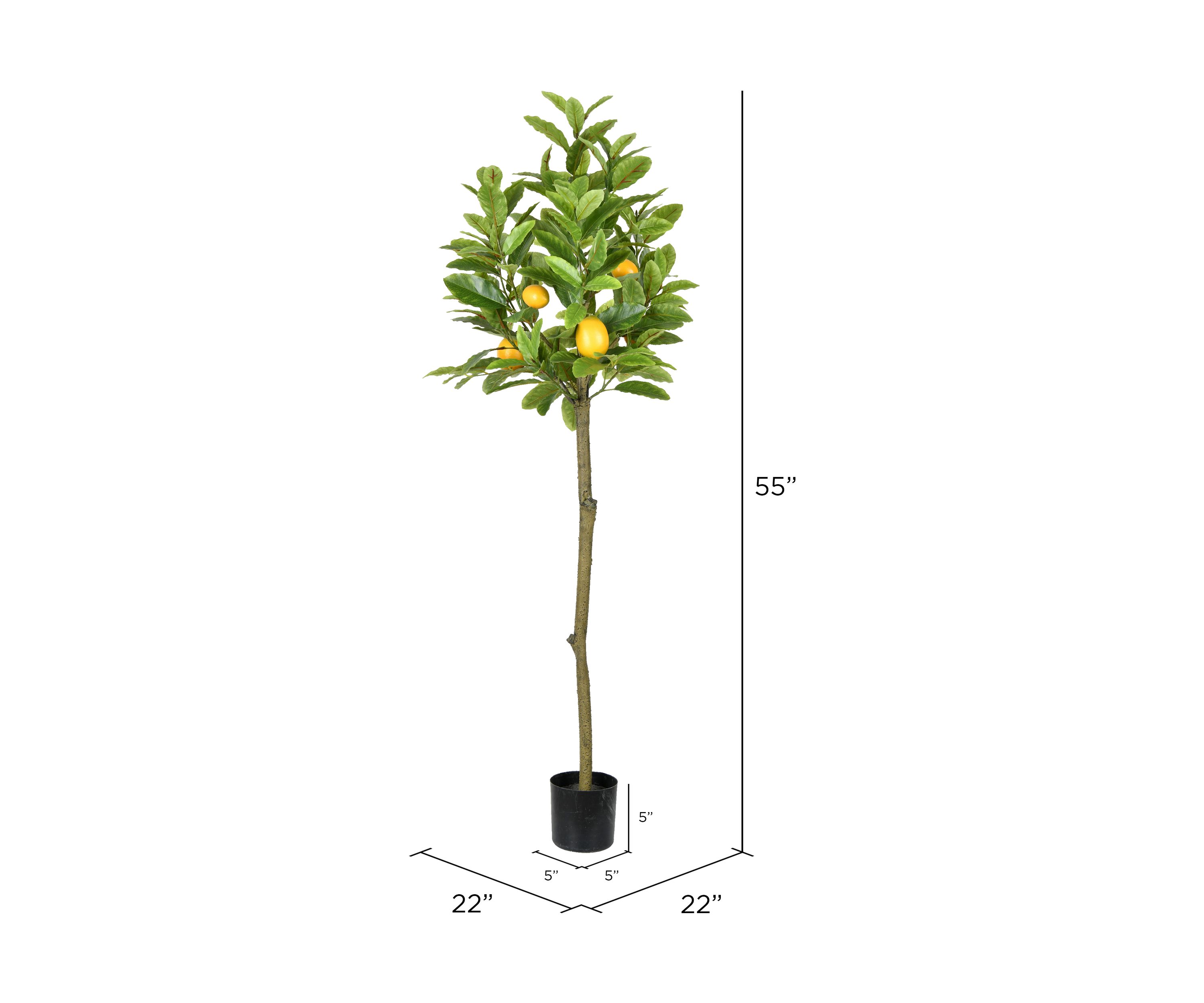 Potted Lemon Tree