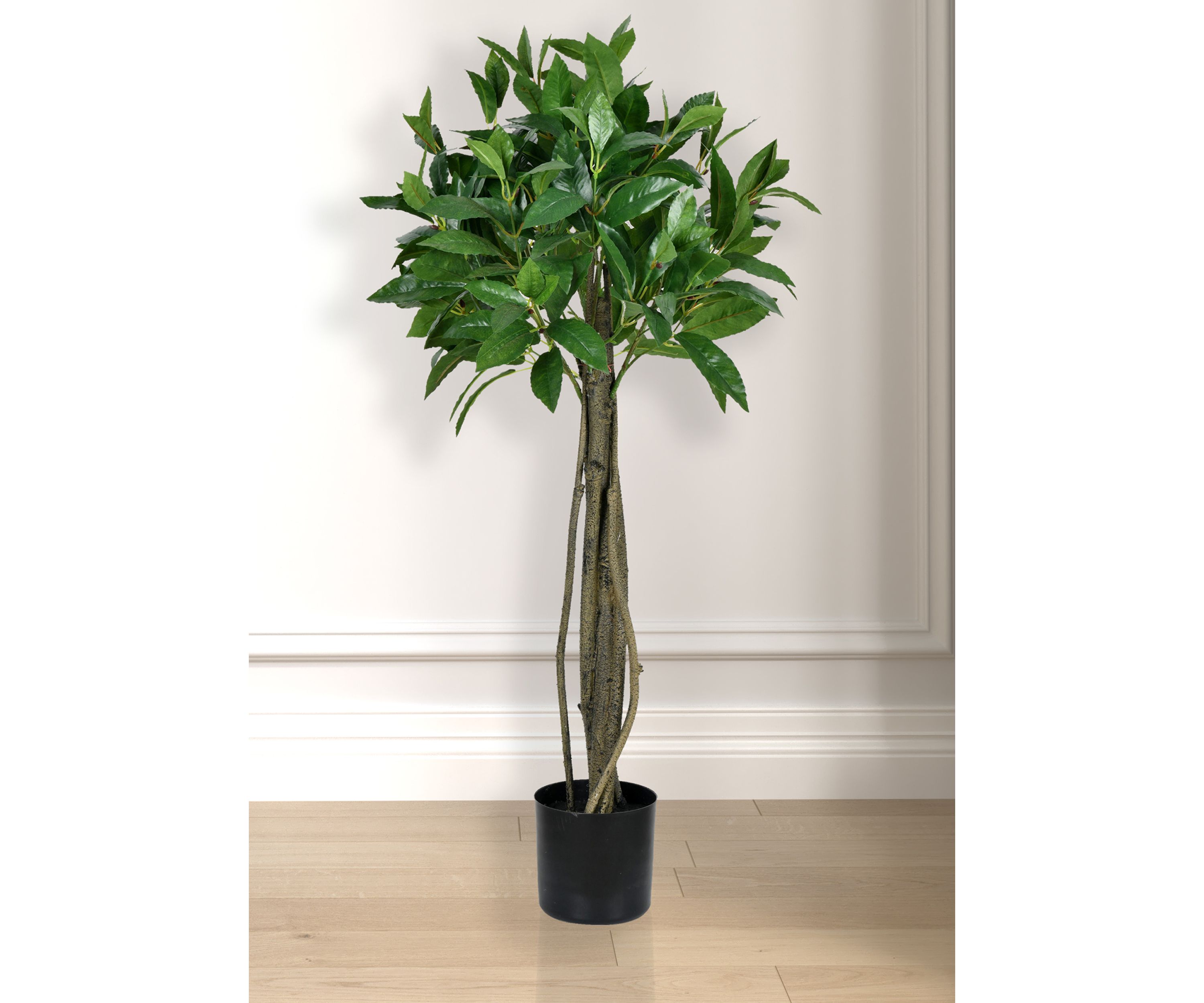 Potted Bay Leaf Tree