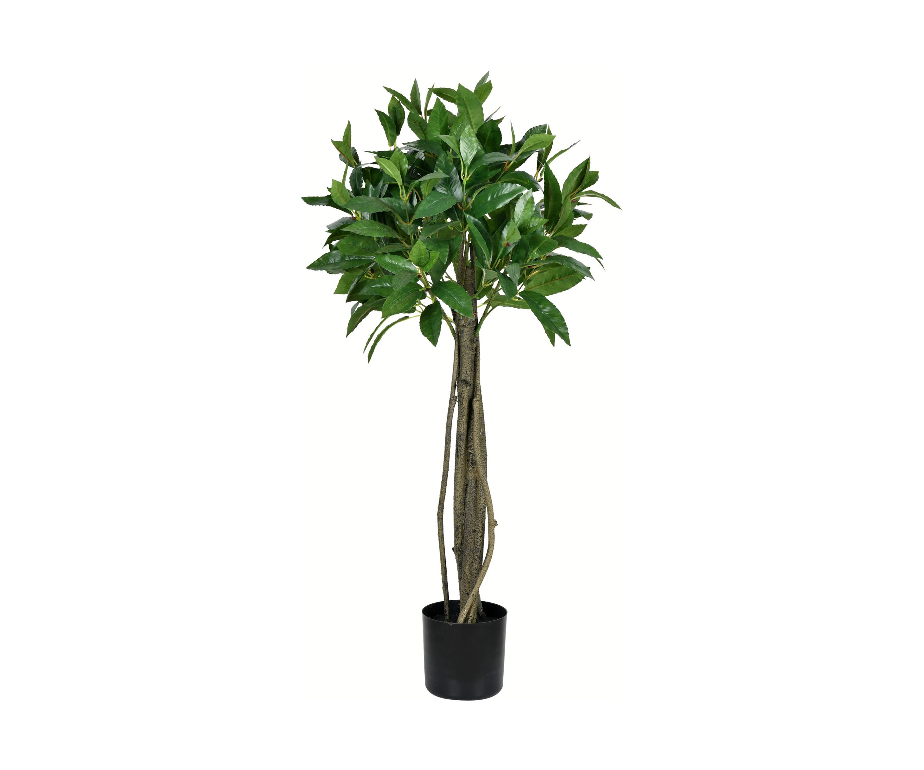 Potted Bay Leaf Tree