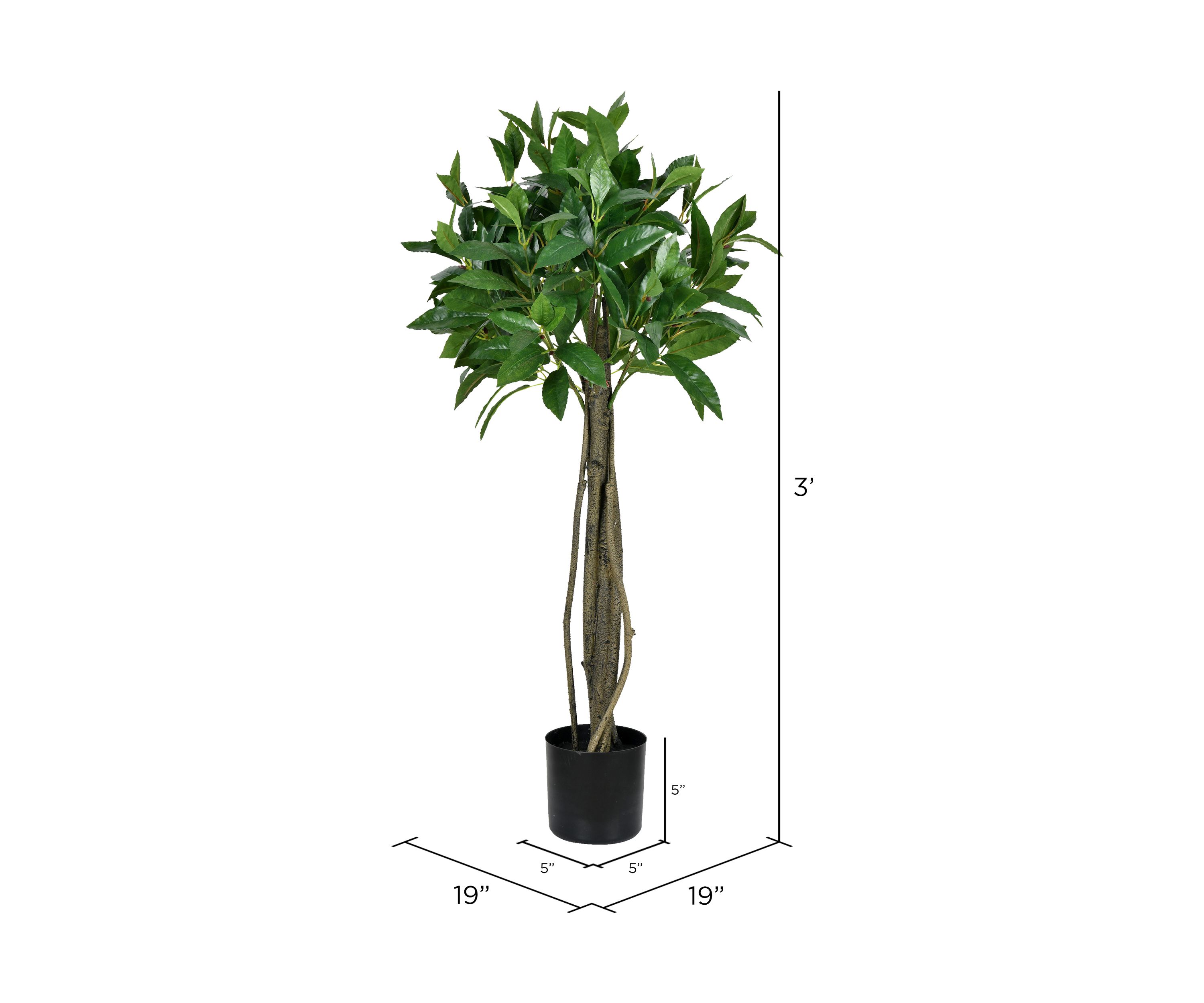 Potted Bay Leaf Tree
