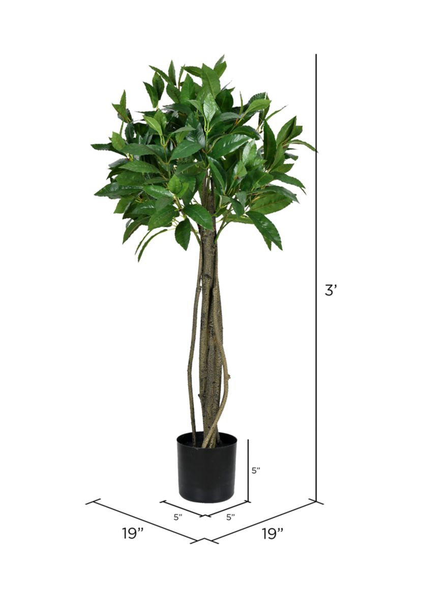 Potted Bay Leaf Tree