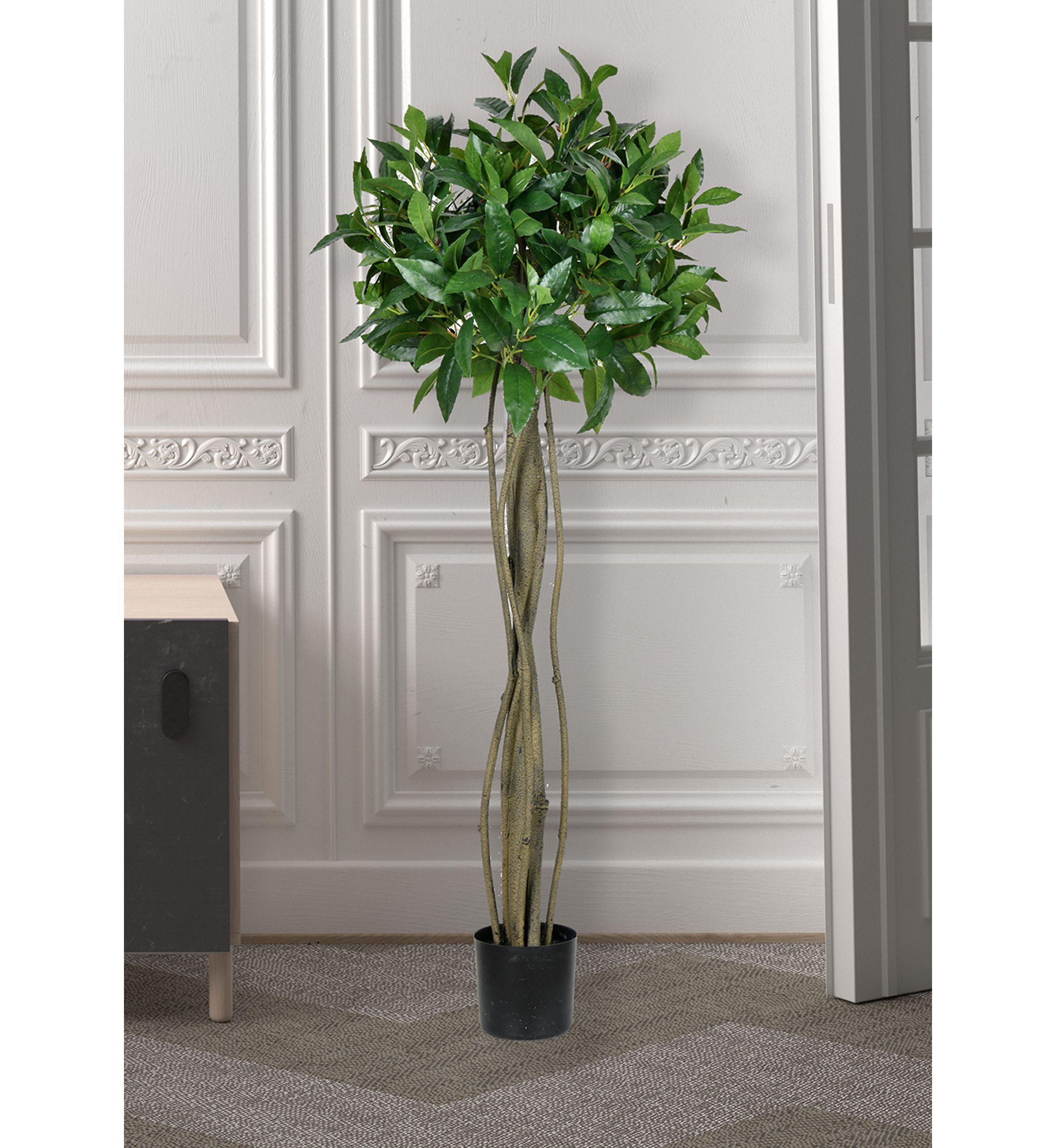 Potted Bay Leaf Tree