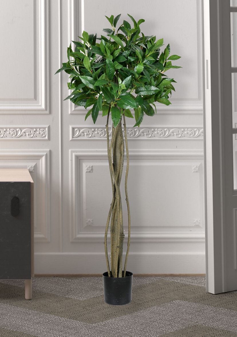 Potted Bay Leaf Tree