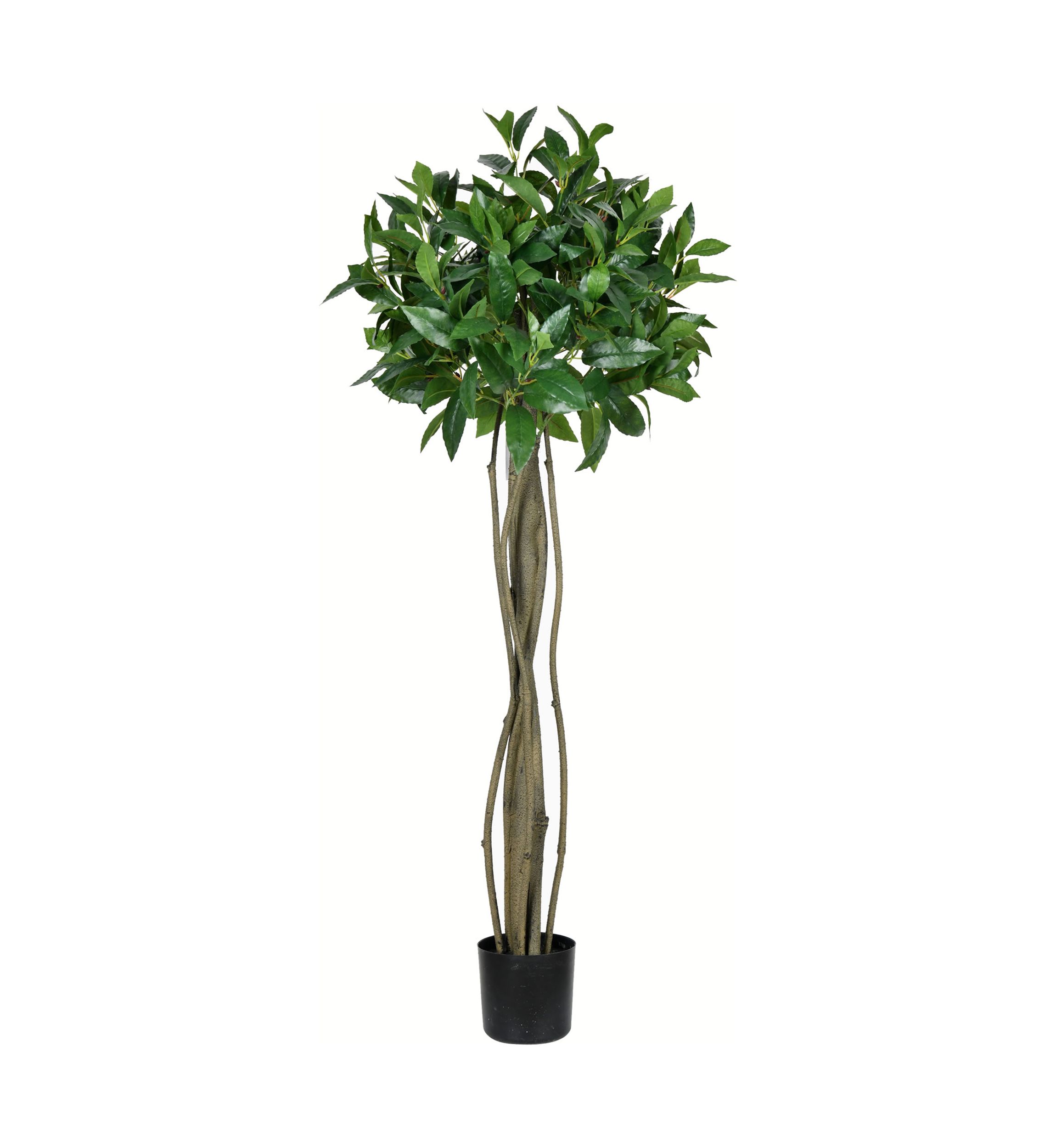 Potted Bay Leaf Tree