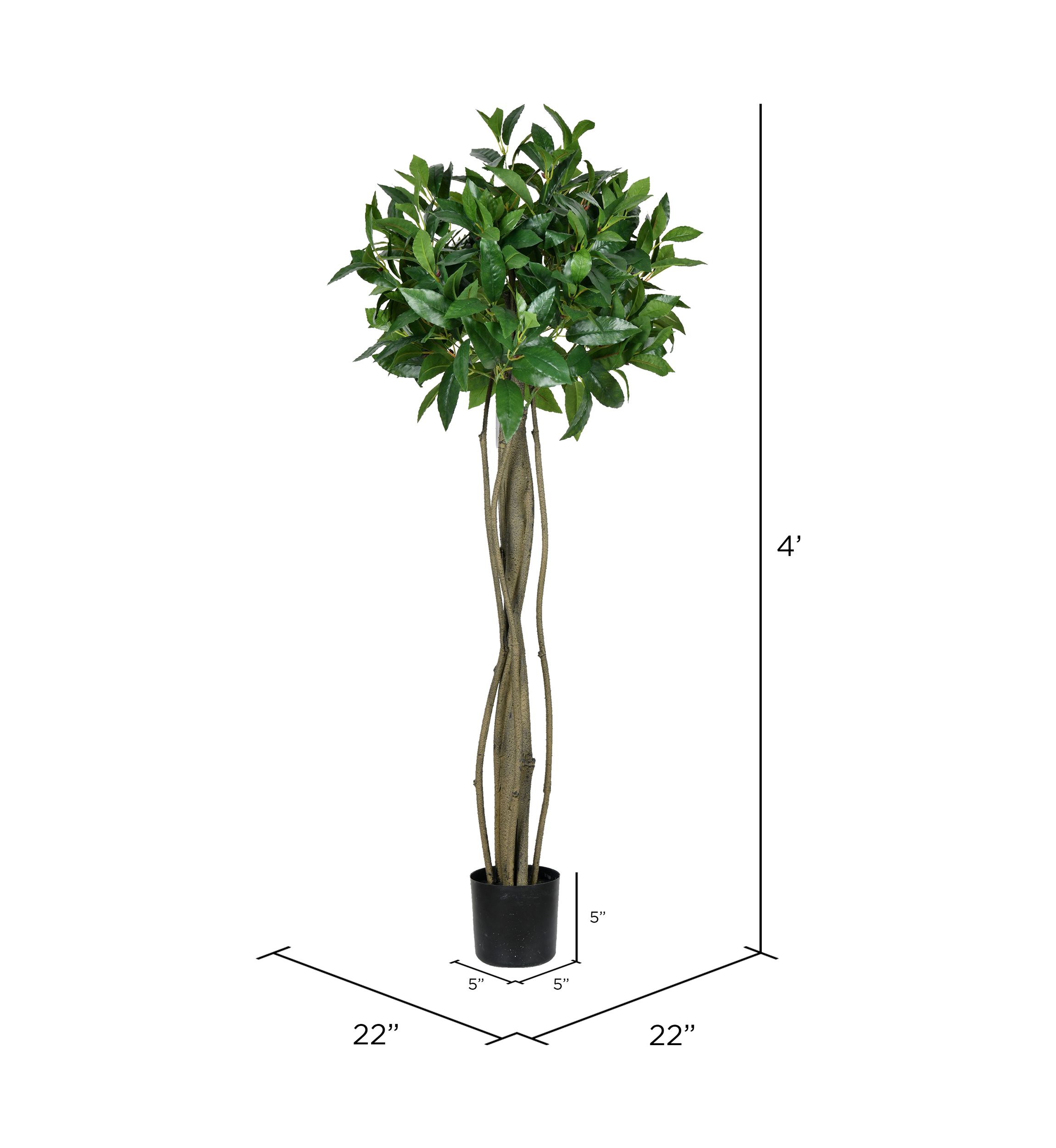 Potted Bay Leaf Tree