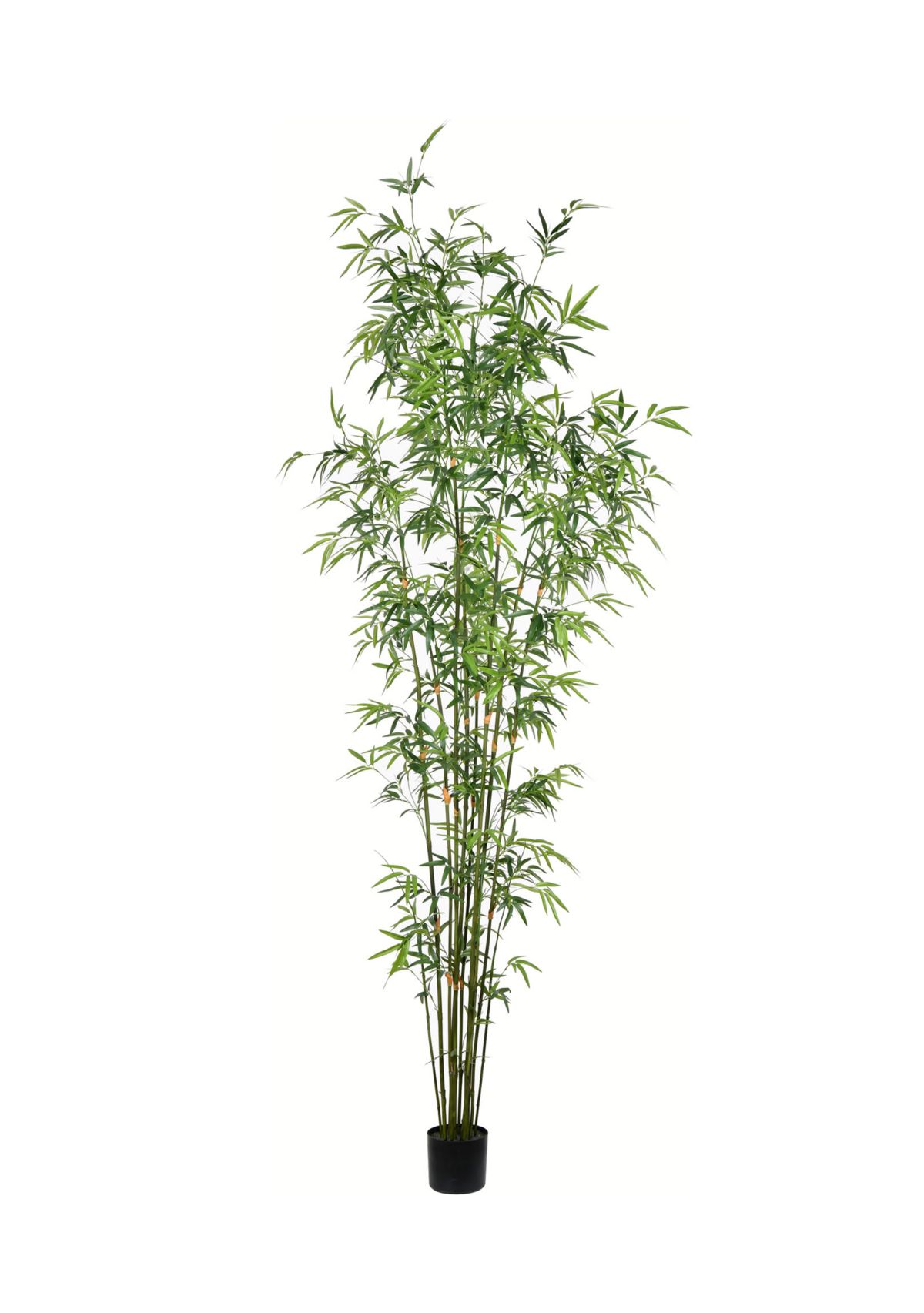 Potted Mini Bamboo Tree