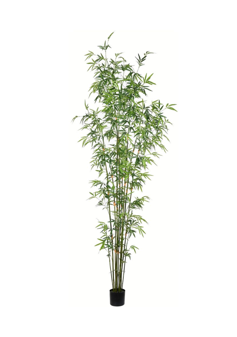 Potted Mini Bamboo Tree