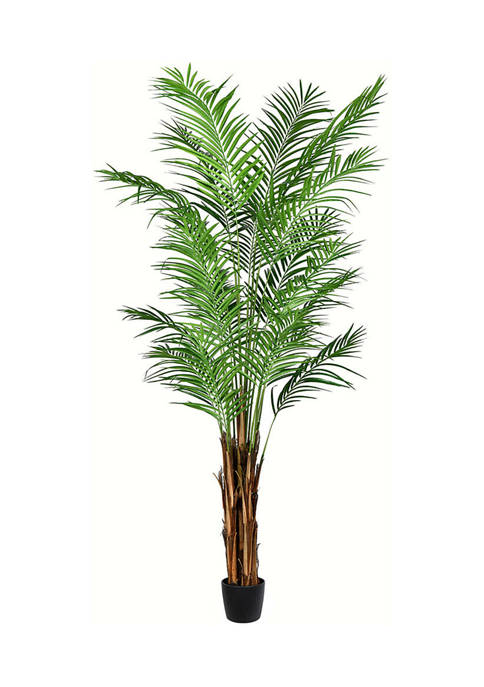 Potted Giant Areca Palm Tree