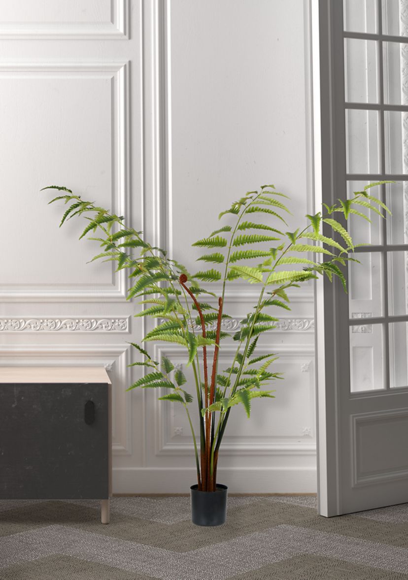Potted Leather Fern