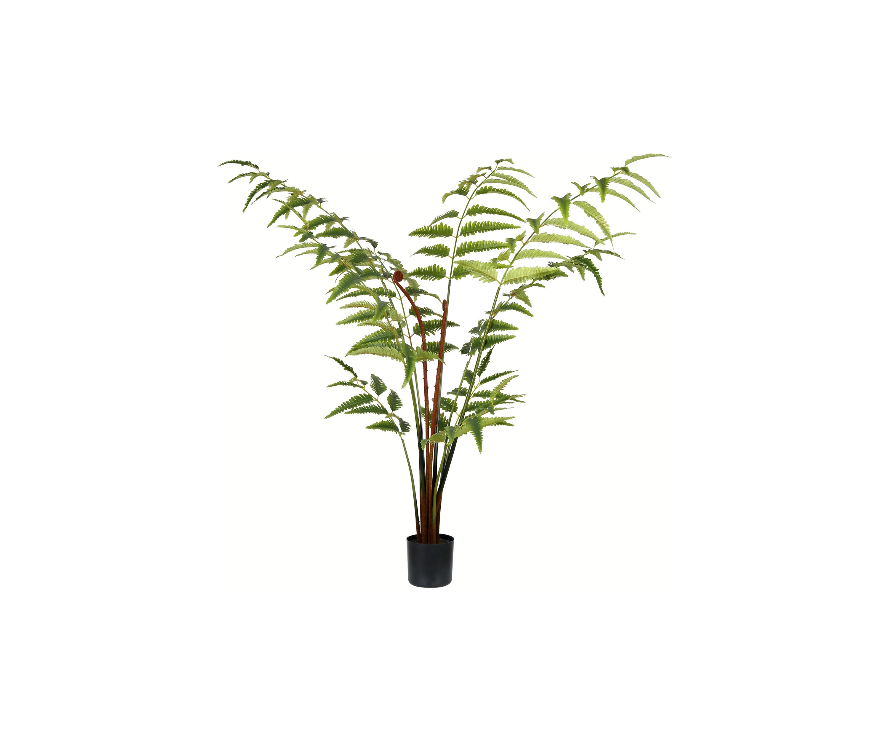 Potted Leather Fern