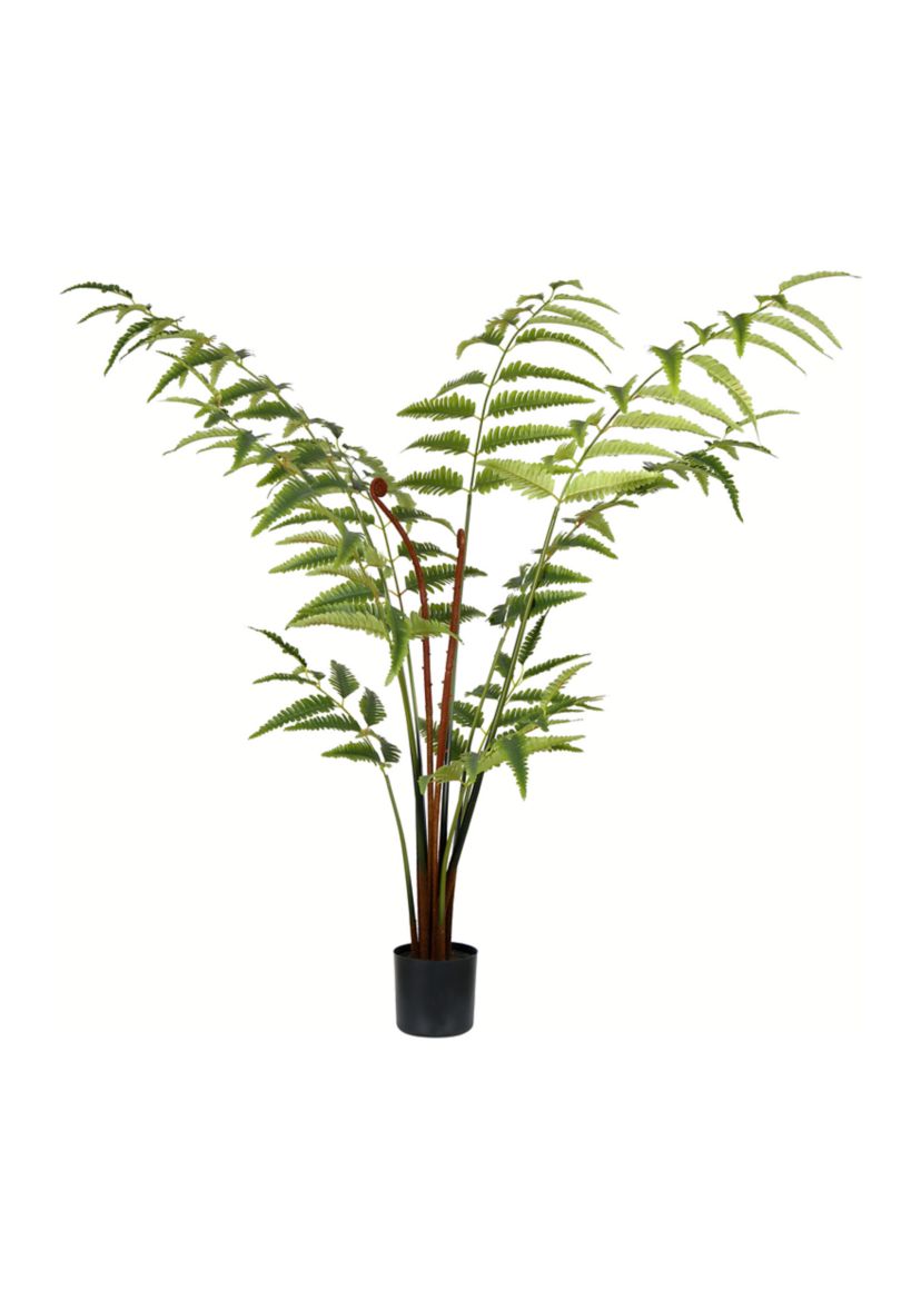 Potted Leather Fern