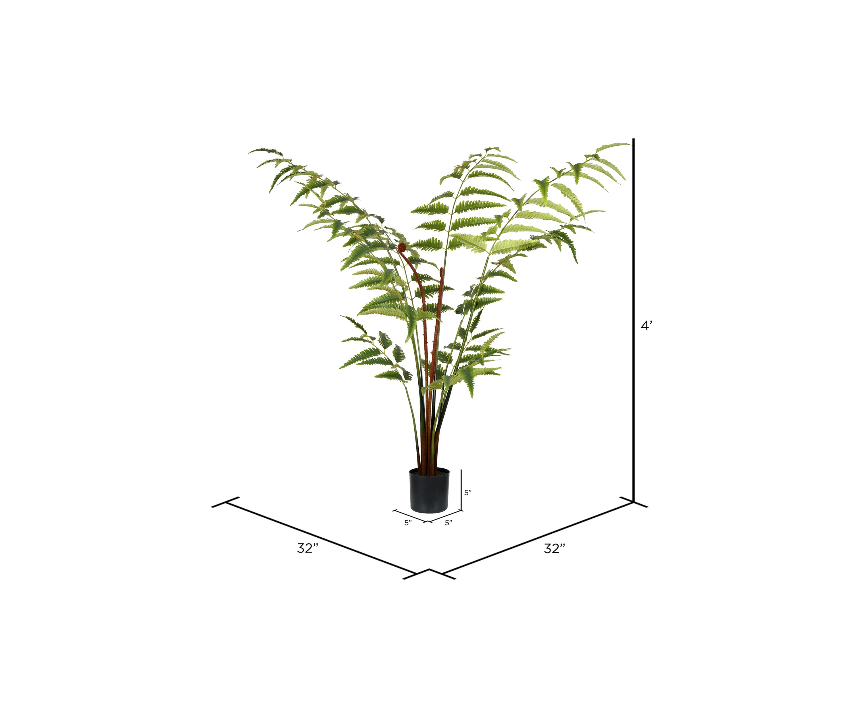 Potted Leather Fern