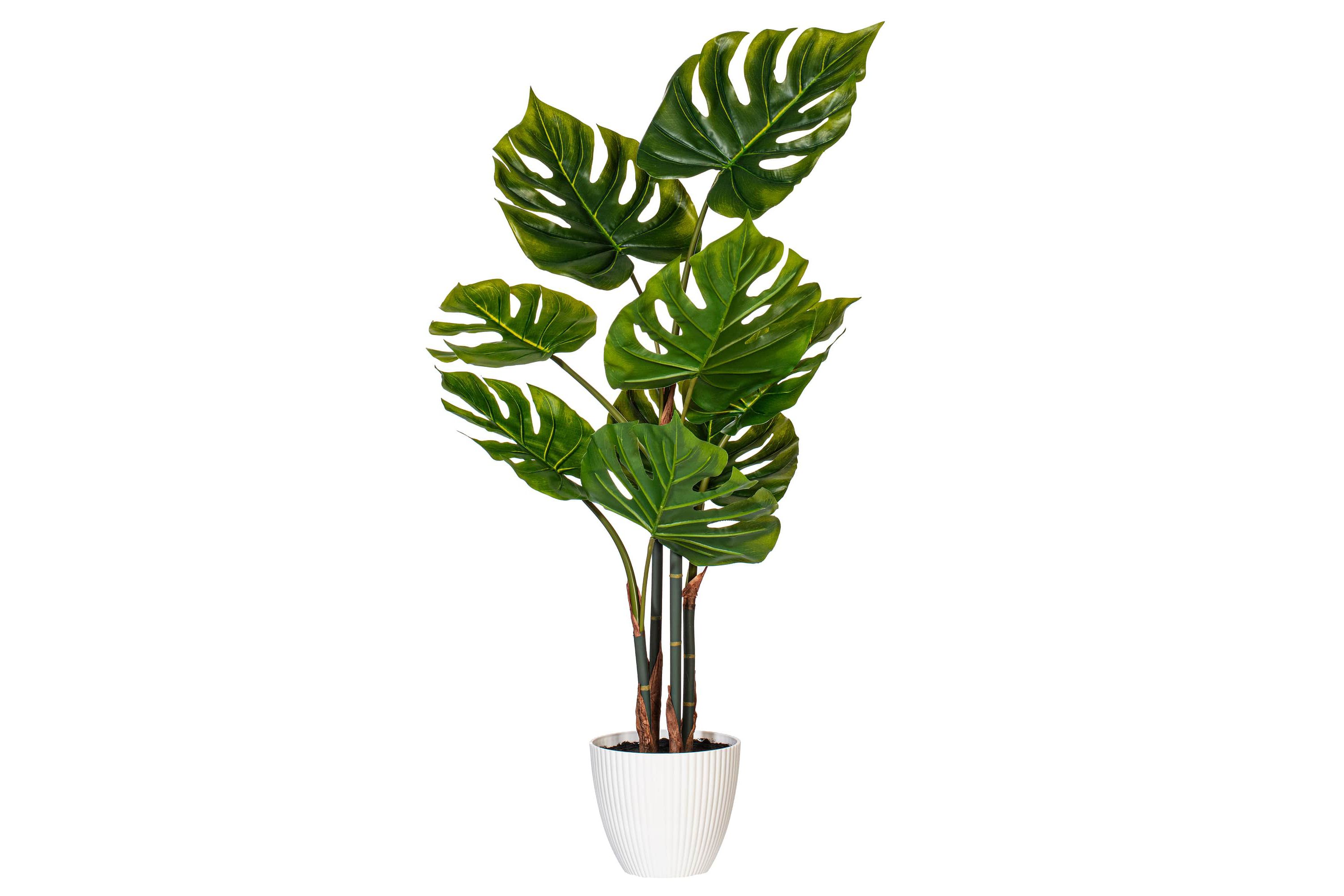 Vickerman 37" Green Monstera Plant x8 in White Pot.