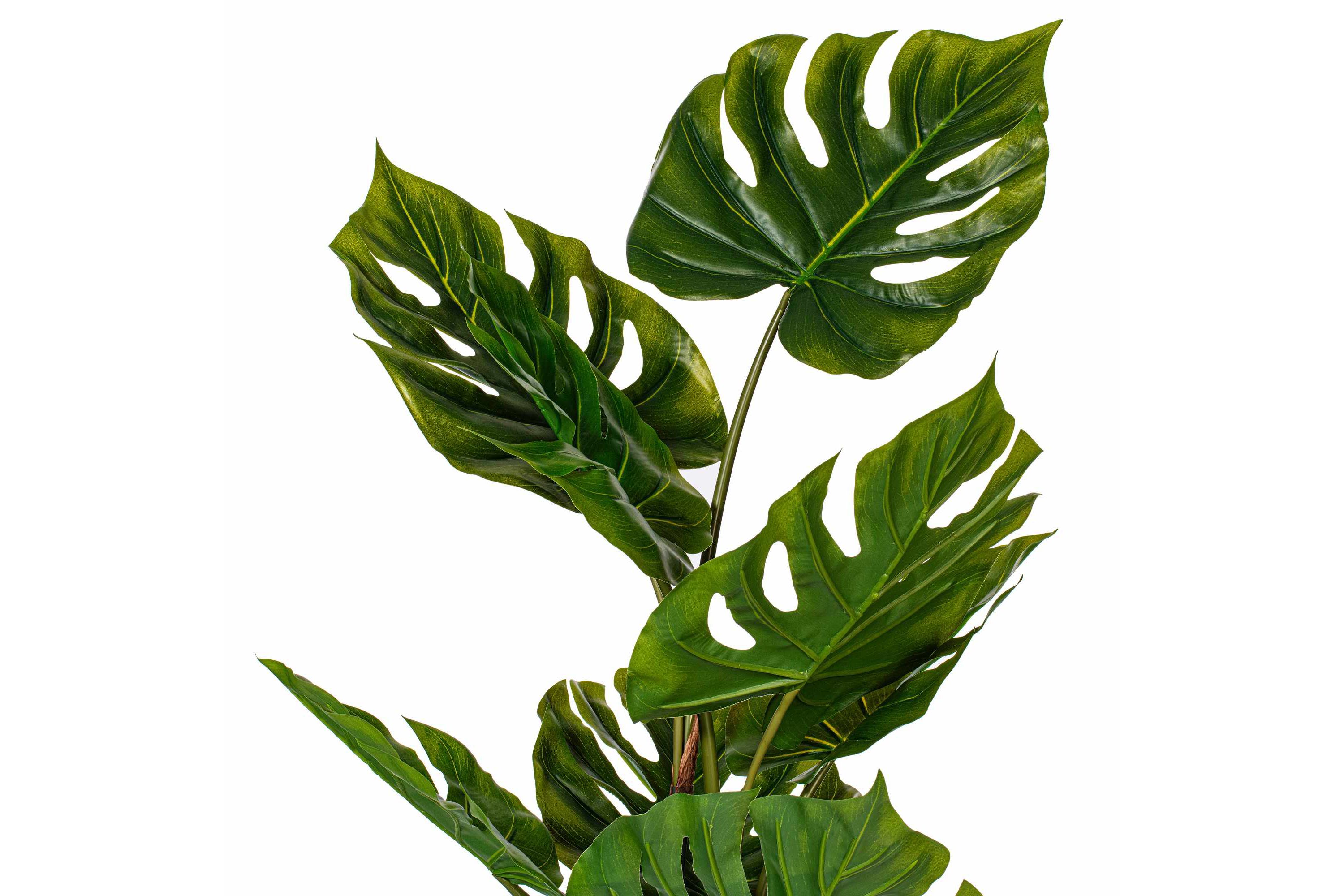 Vickerman 37" Green Monstera Plant x8 in White Pot.