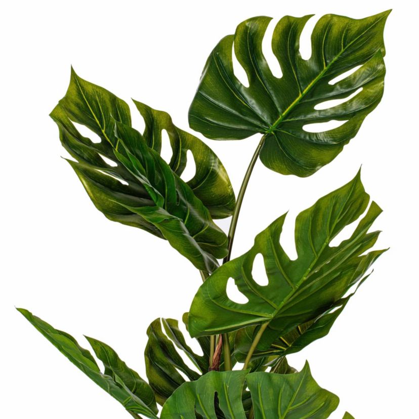 Vickerman 37" Green Monstera Plant x8 in White Pot.