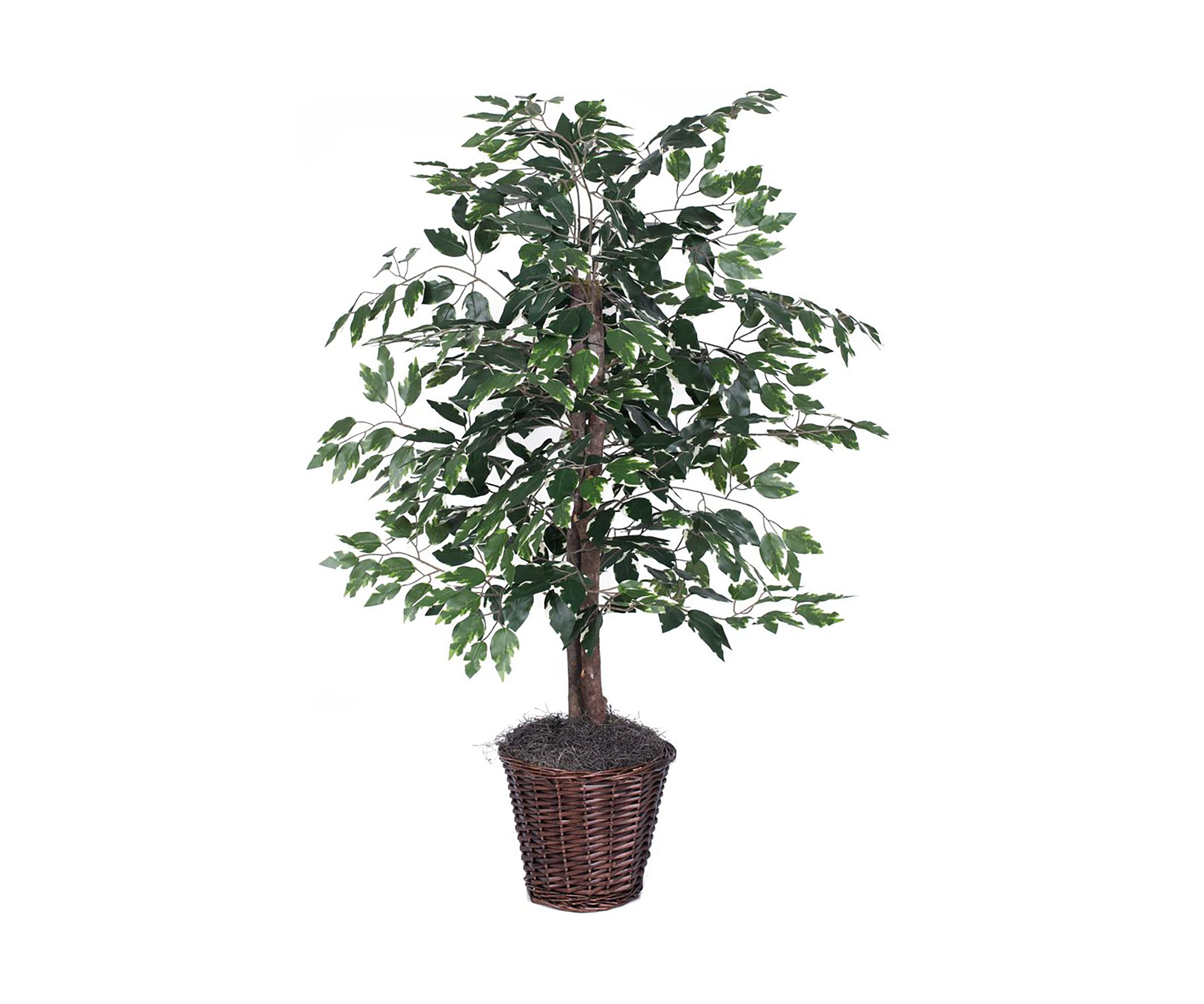 Artificial Variegated Ficus Bush, Rattan Basket