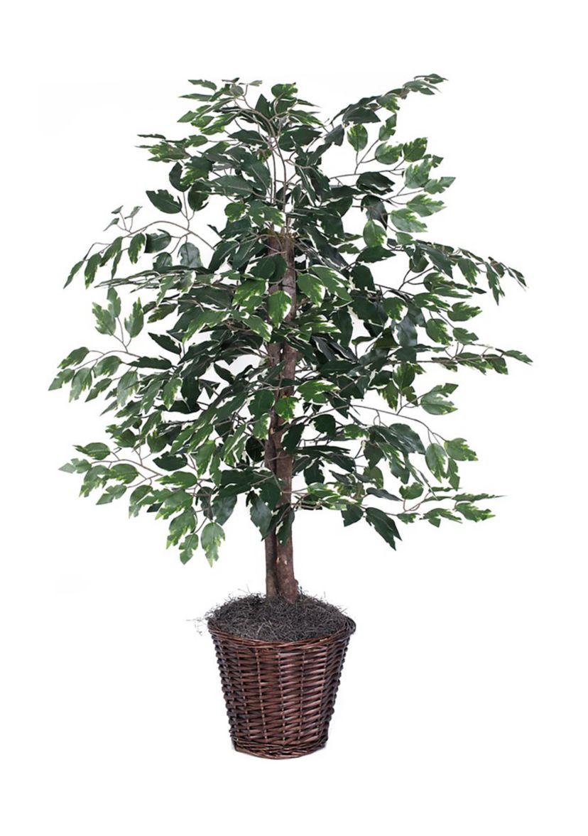 Artificial Variegated Ficus Bush, Rattan Basket