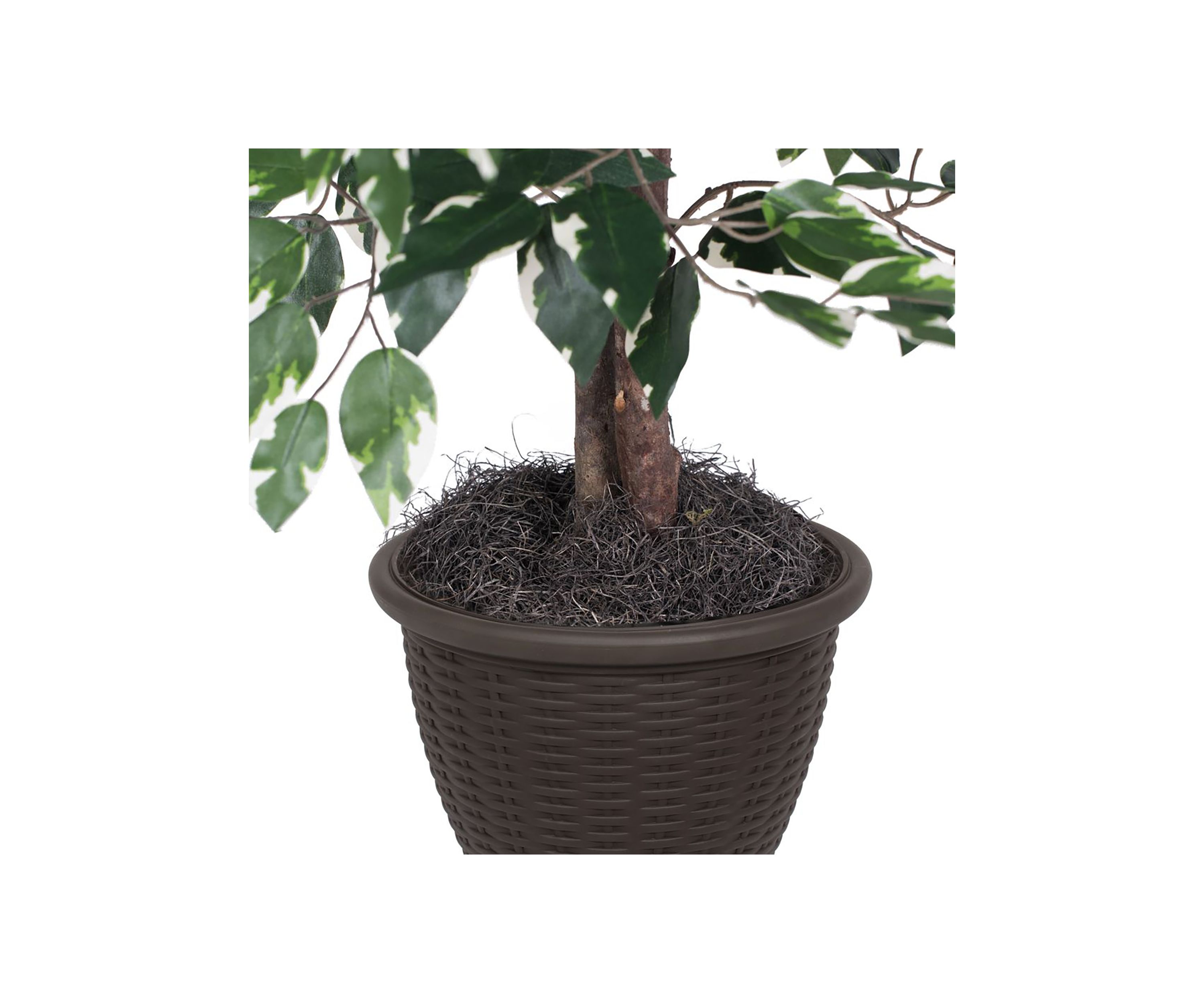 Artificial Variegated Ficus Bush, Rattan Basket