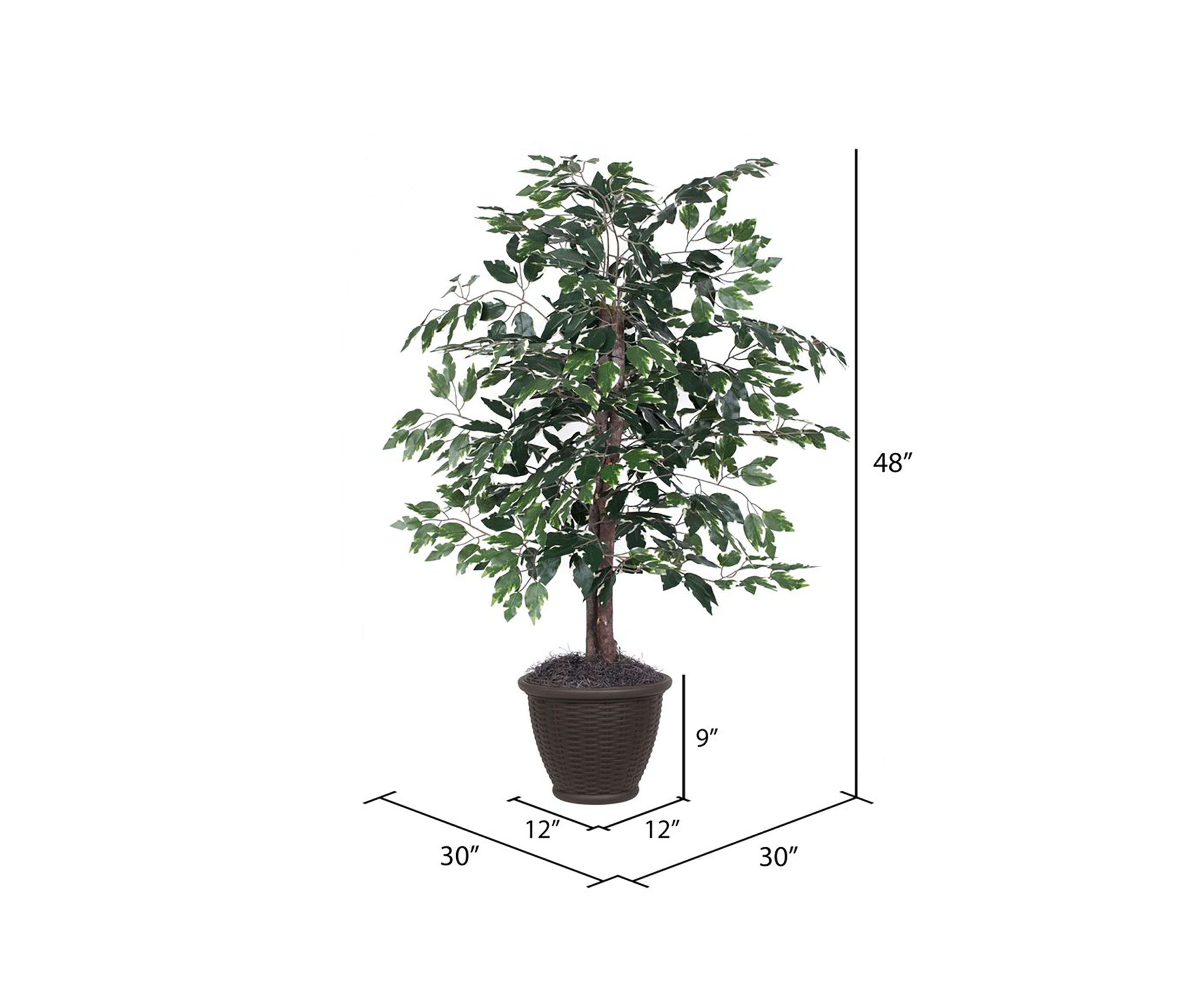 Artificial Variegated Ficus Bush, Rattan Basket