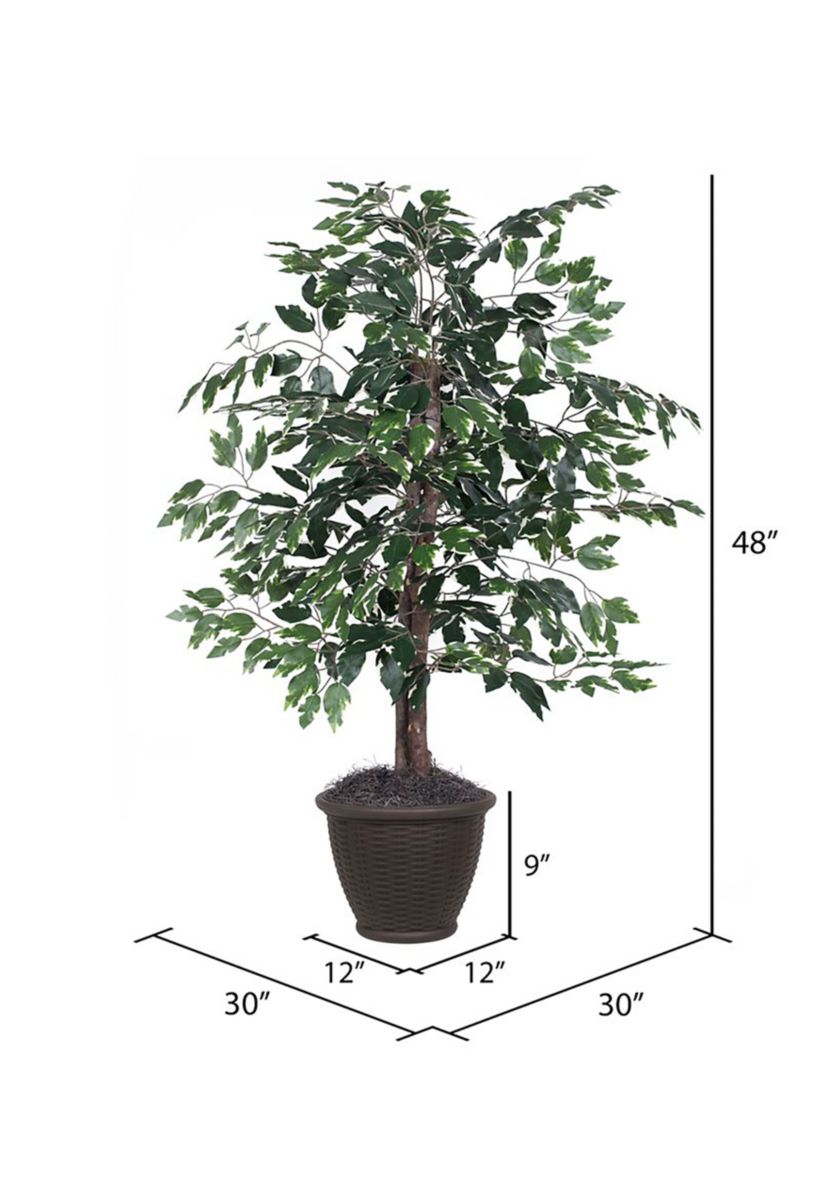 Artificial Variegated Ficus Bush, Rattan Basket