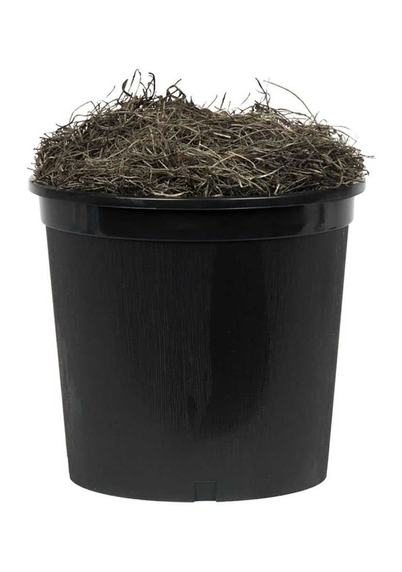 Artificial Capensia Bush, Plastic Pot.