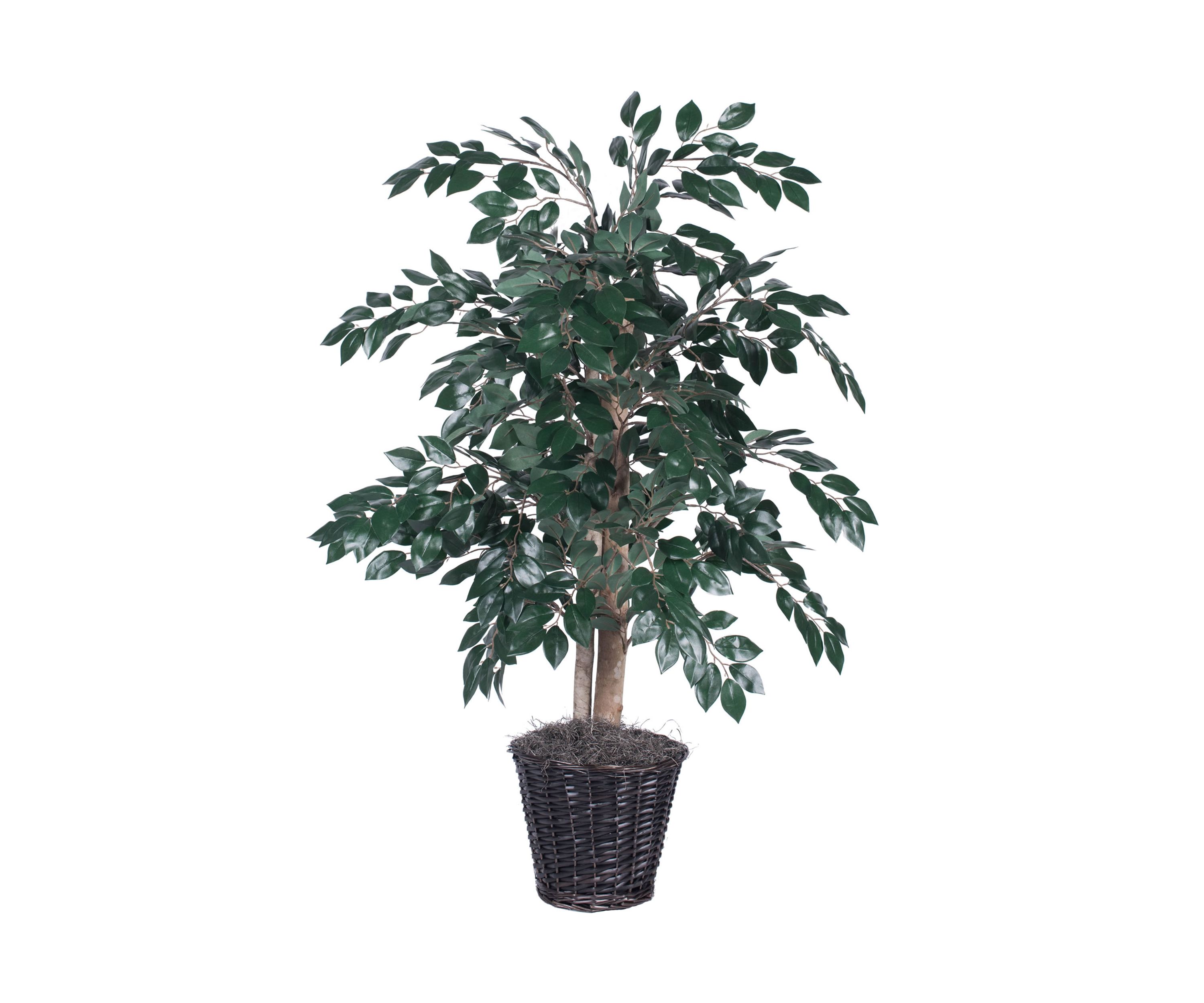 Sakaki Bush in Rattan Basket