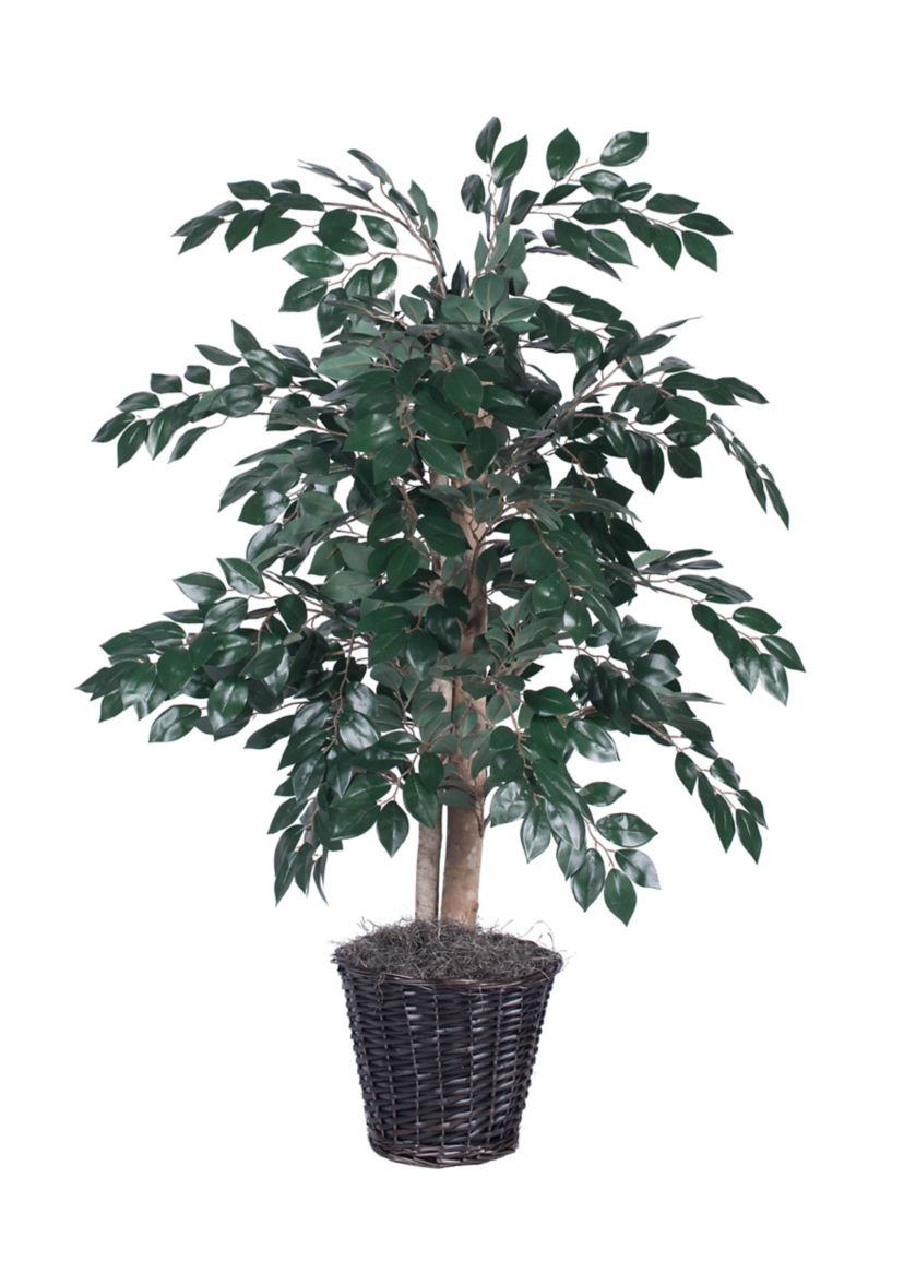 Sakaki Bush in Rattan Basket