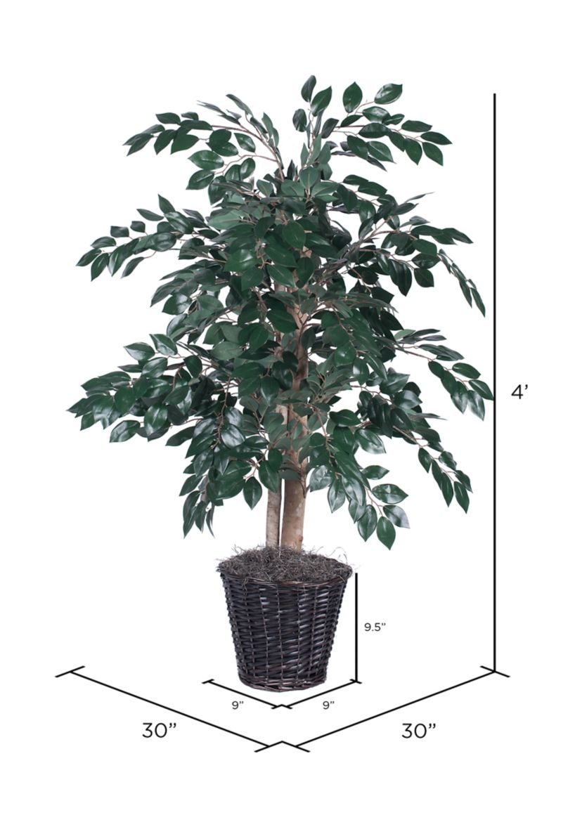 Sakaki Bush in Rattan Basket